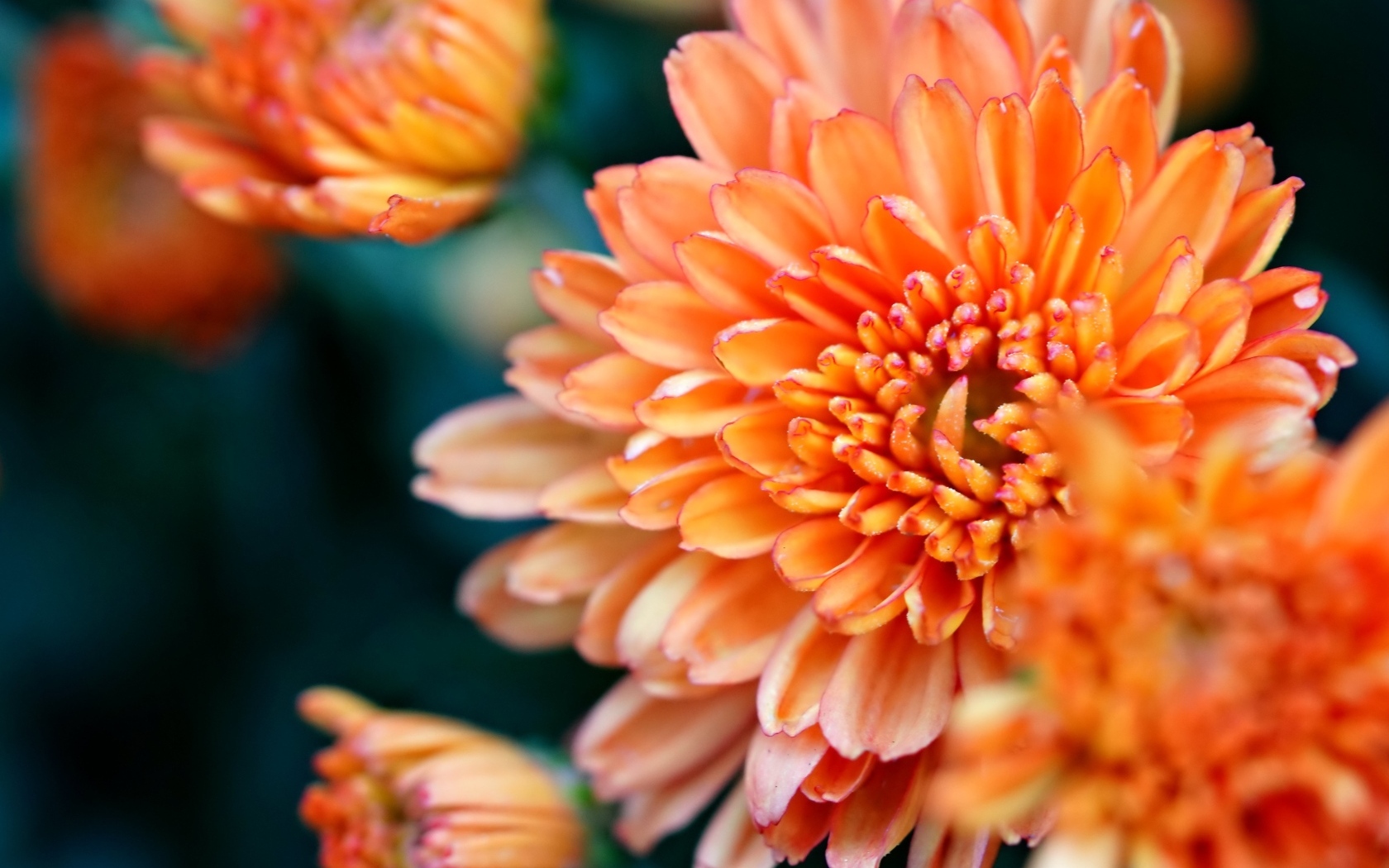 Оранжевые хризантемы на ветке крупным планом