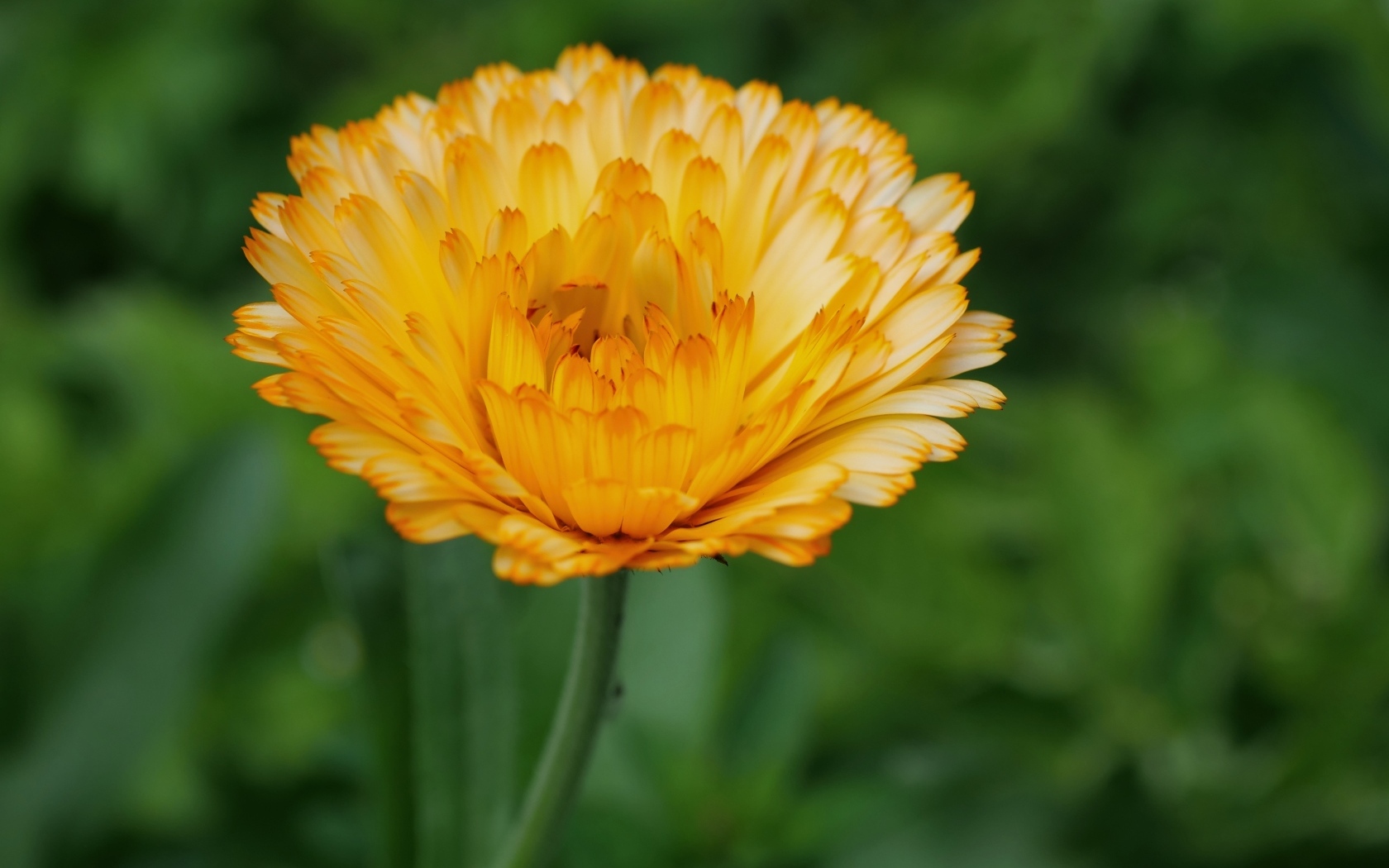 Оранжевый цветок ноготки крупным планом