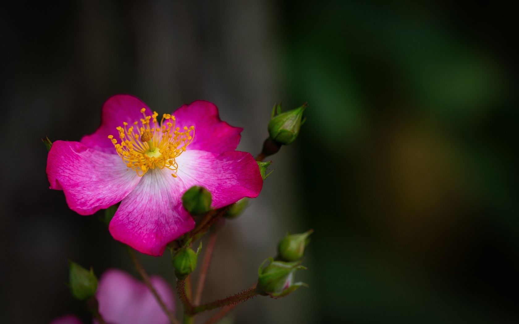 Парковая роза с бутонами крупным планом