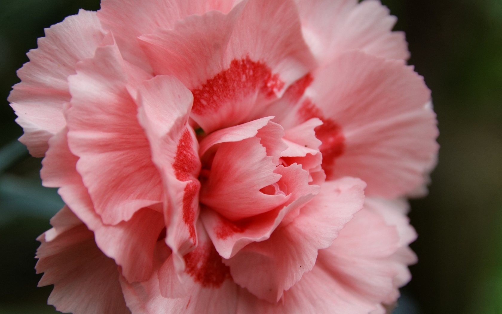 Розовая гвоздика крупным планом