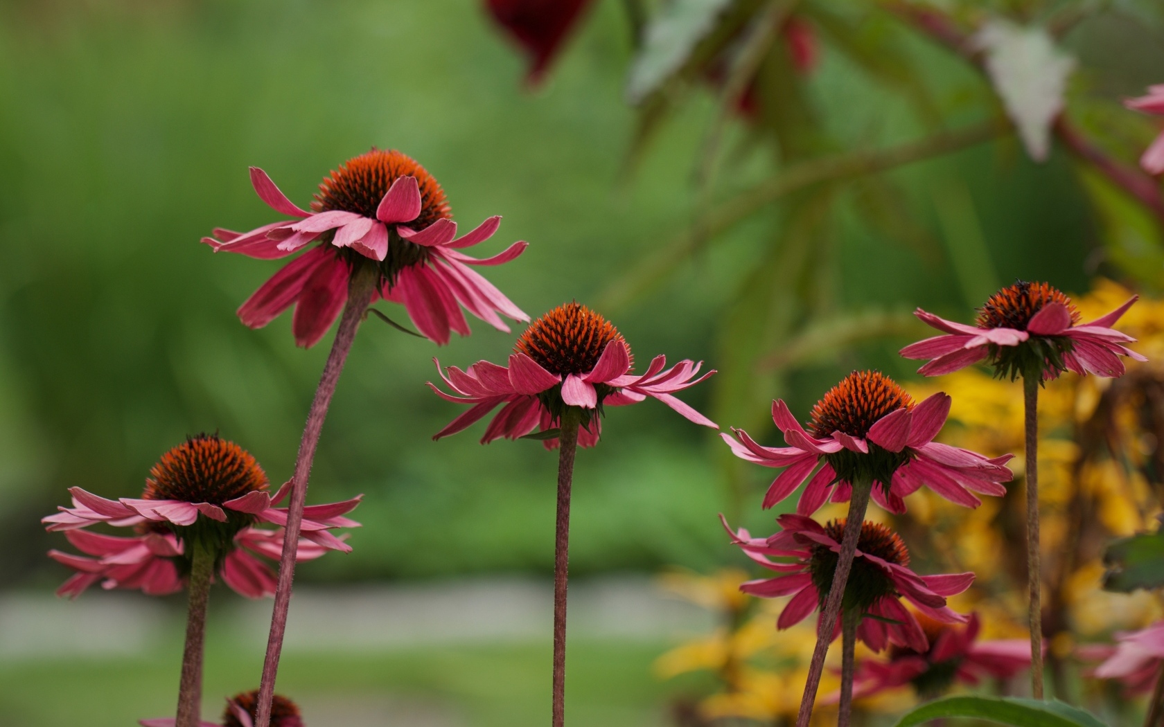 Розовые цветы эхинацея на клумбе