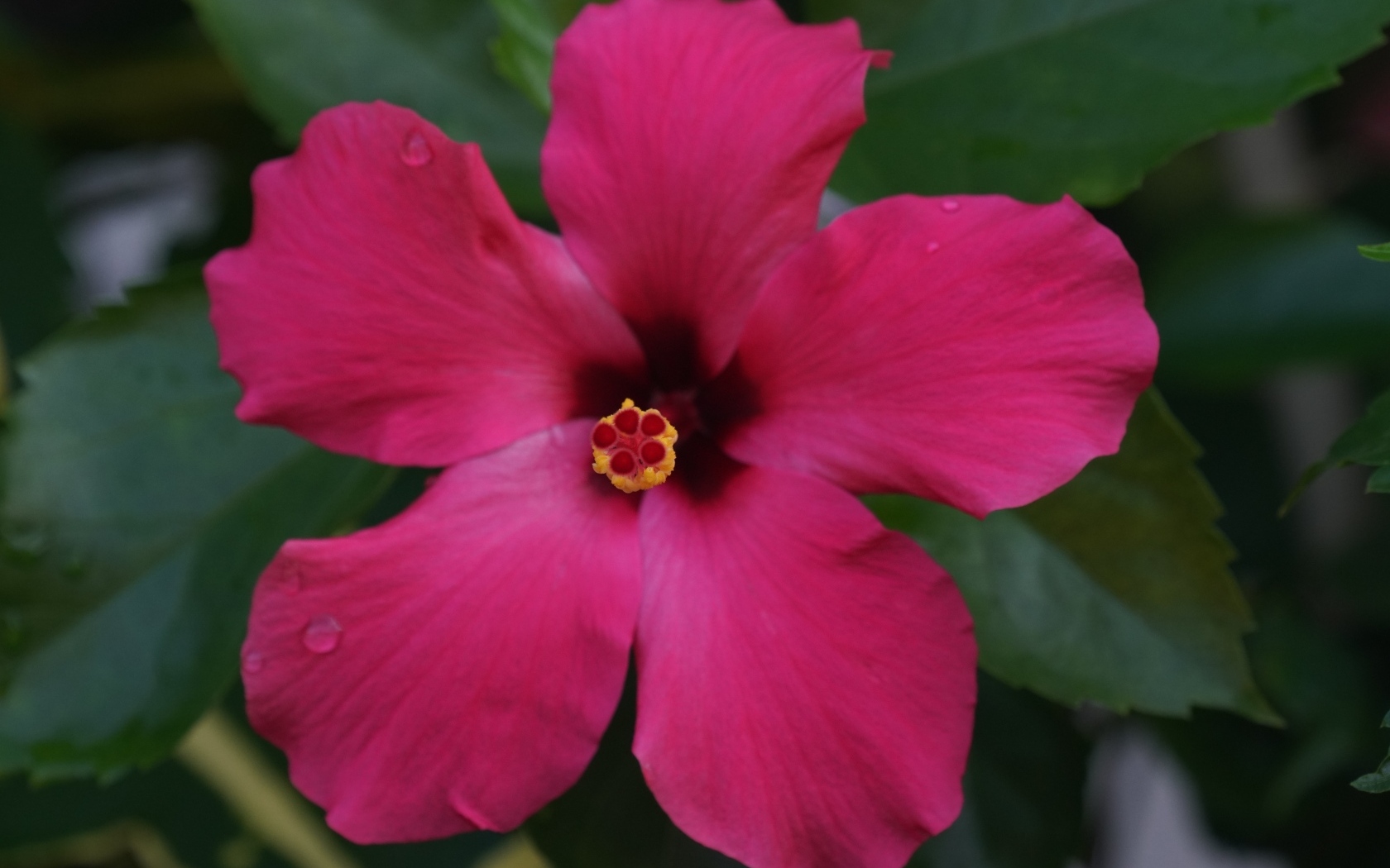 Розовый гибискус вид сверху