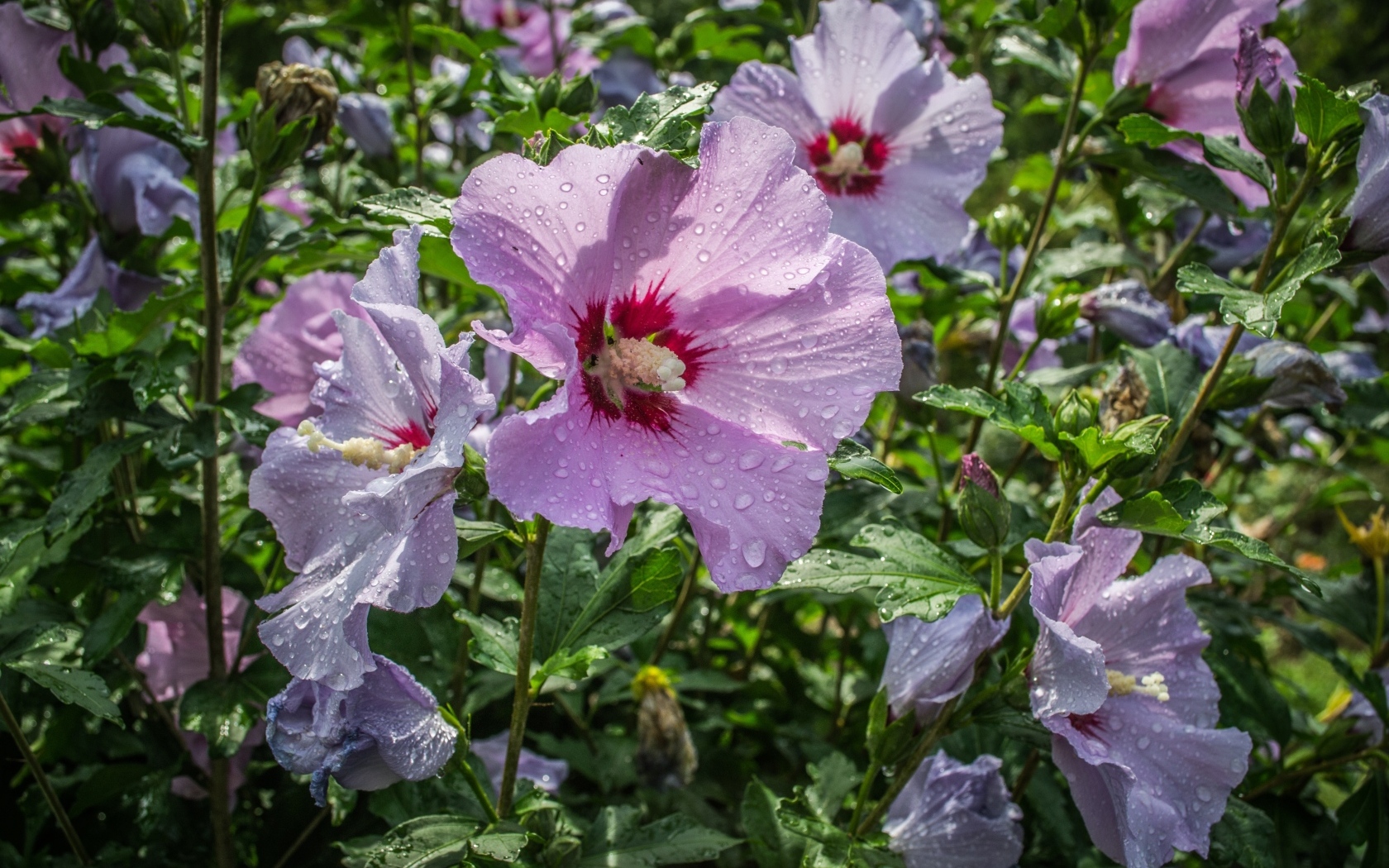 Розовые цветы лаватера в каплях воды