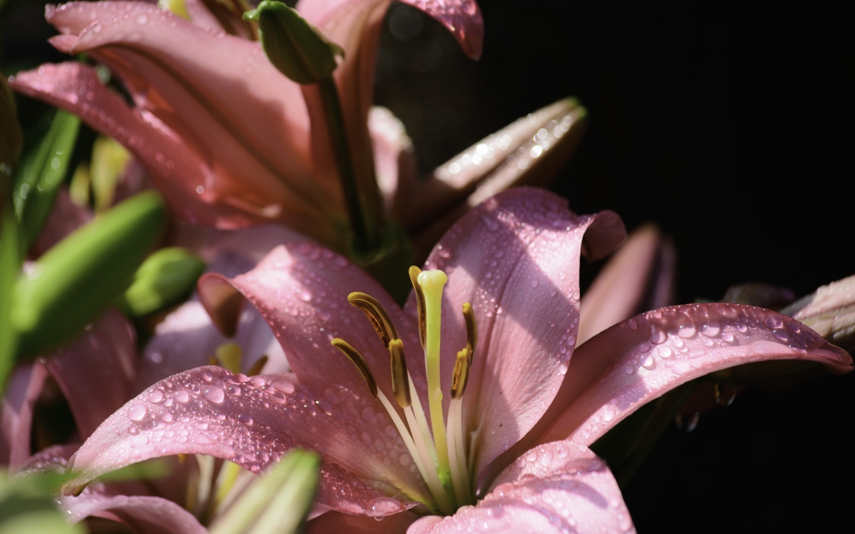 Розовые лилии с каплями росы на лепестках