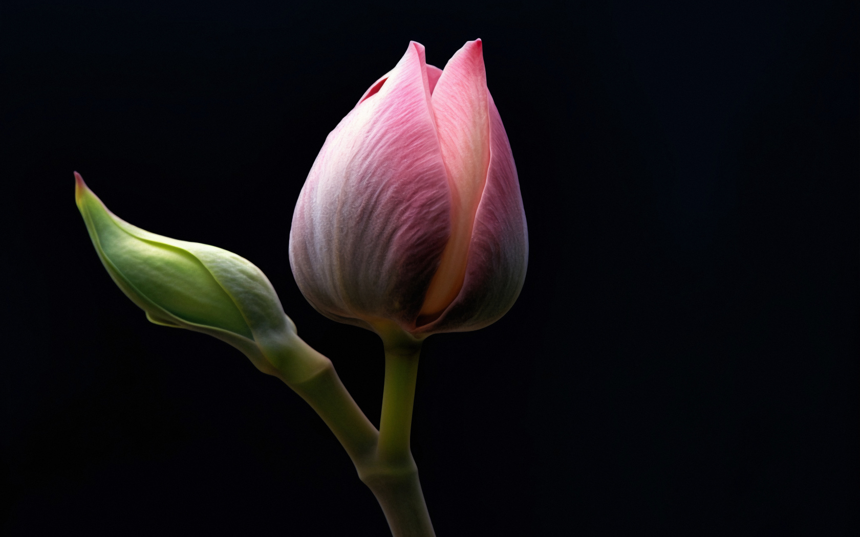 Розовых цветок лотоса на черном фоне