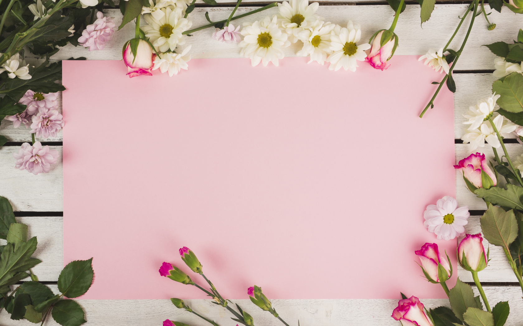 Розовый лист бумаги для открытки с цветами хризантемы