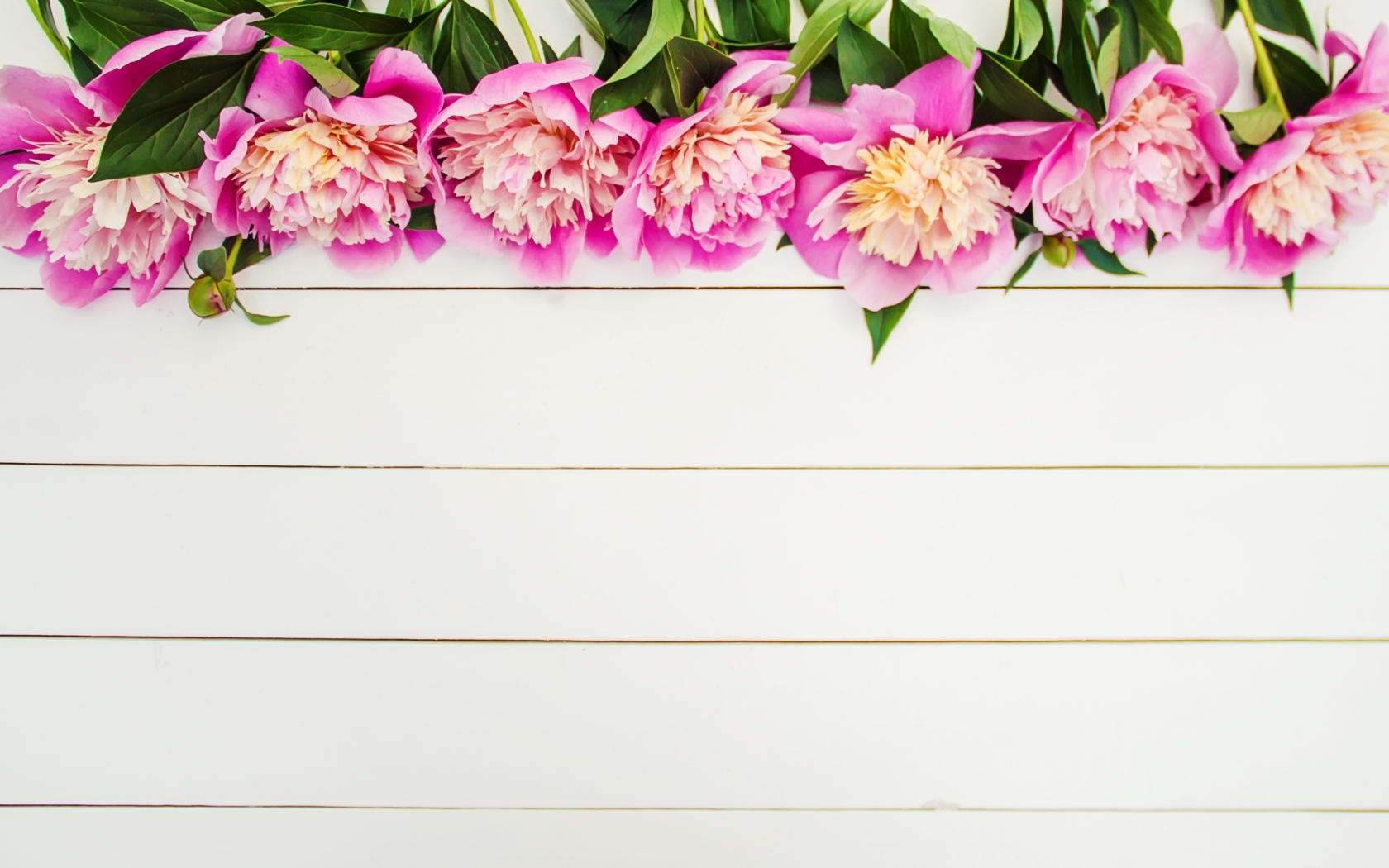 Розовые цветы пиона на белом деревянном фоне