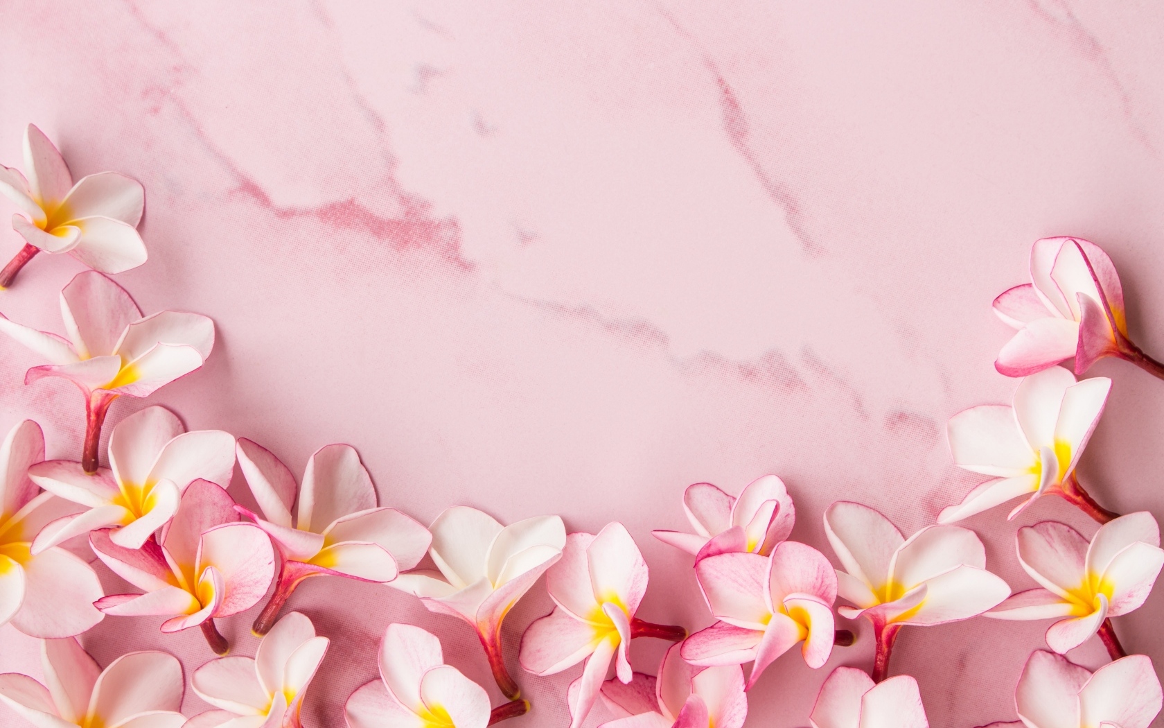 Розовые цветы плюмерии на розовом фоне