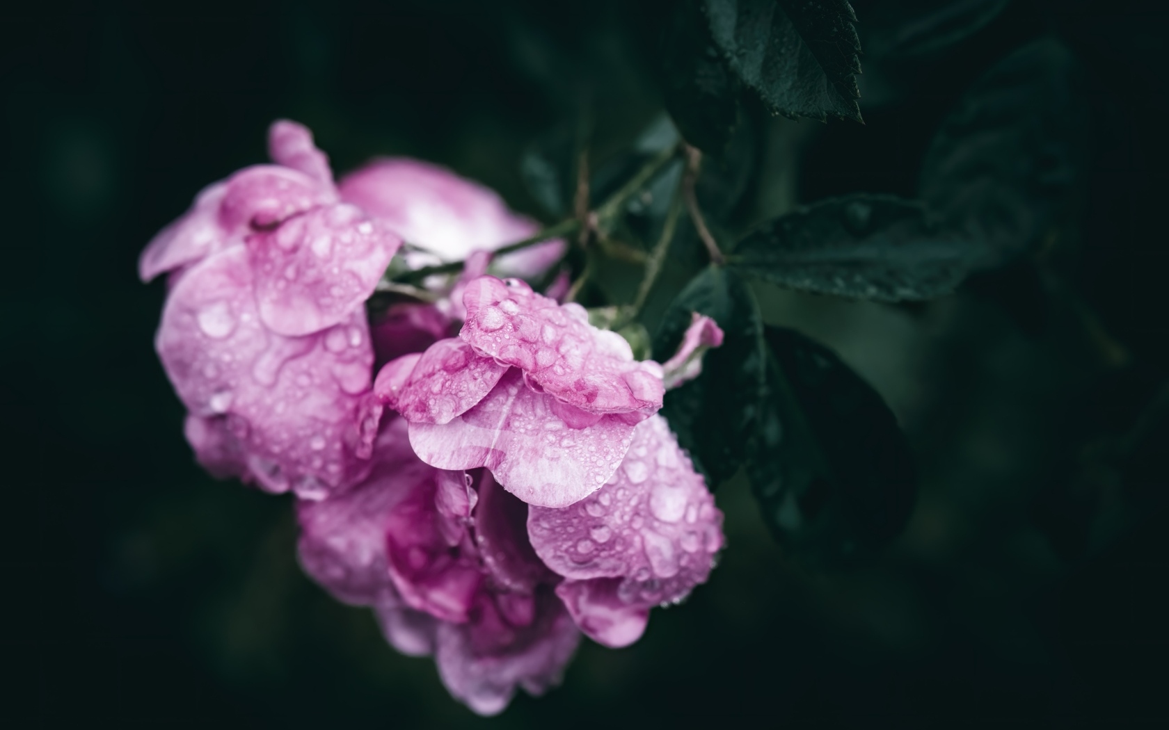 Розовая роза в каплях росы крупным планом