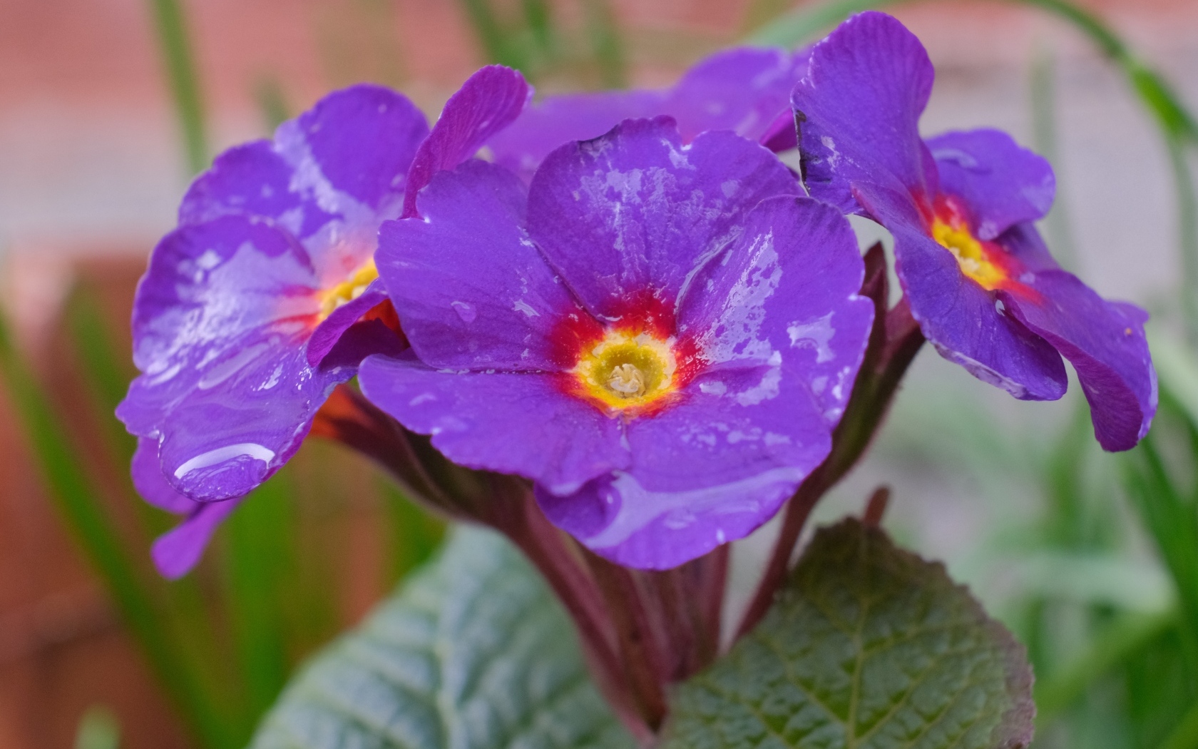 Фиолетовый комнатный цветок примула