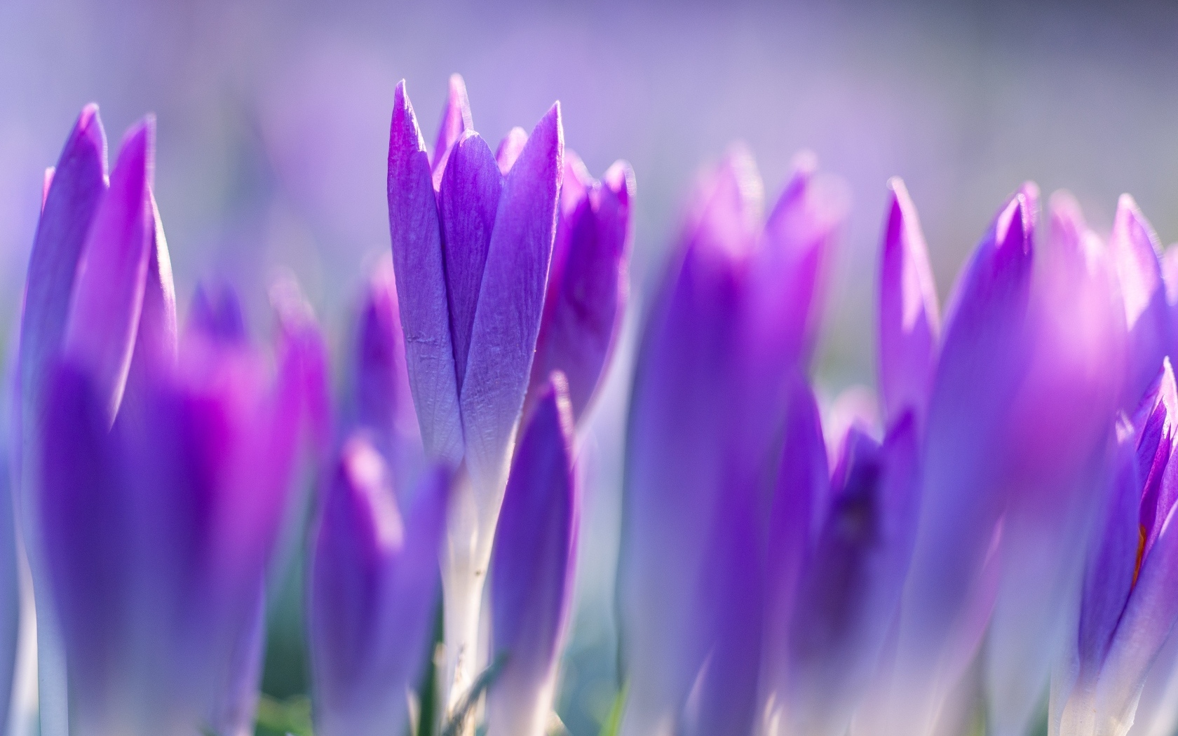 Фиолетовые весенние крокусы на клумбе