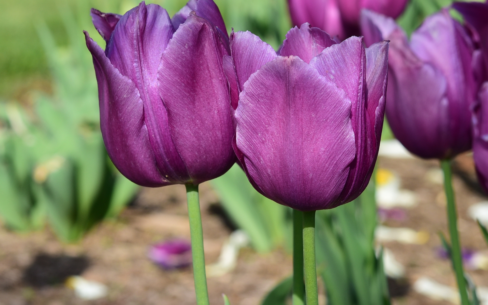 Фиолетовые тюльпаны в лучах солнца на клумбе