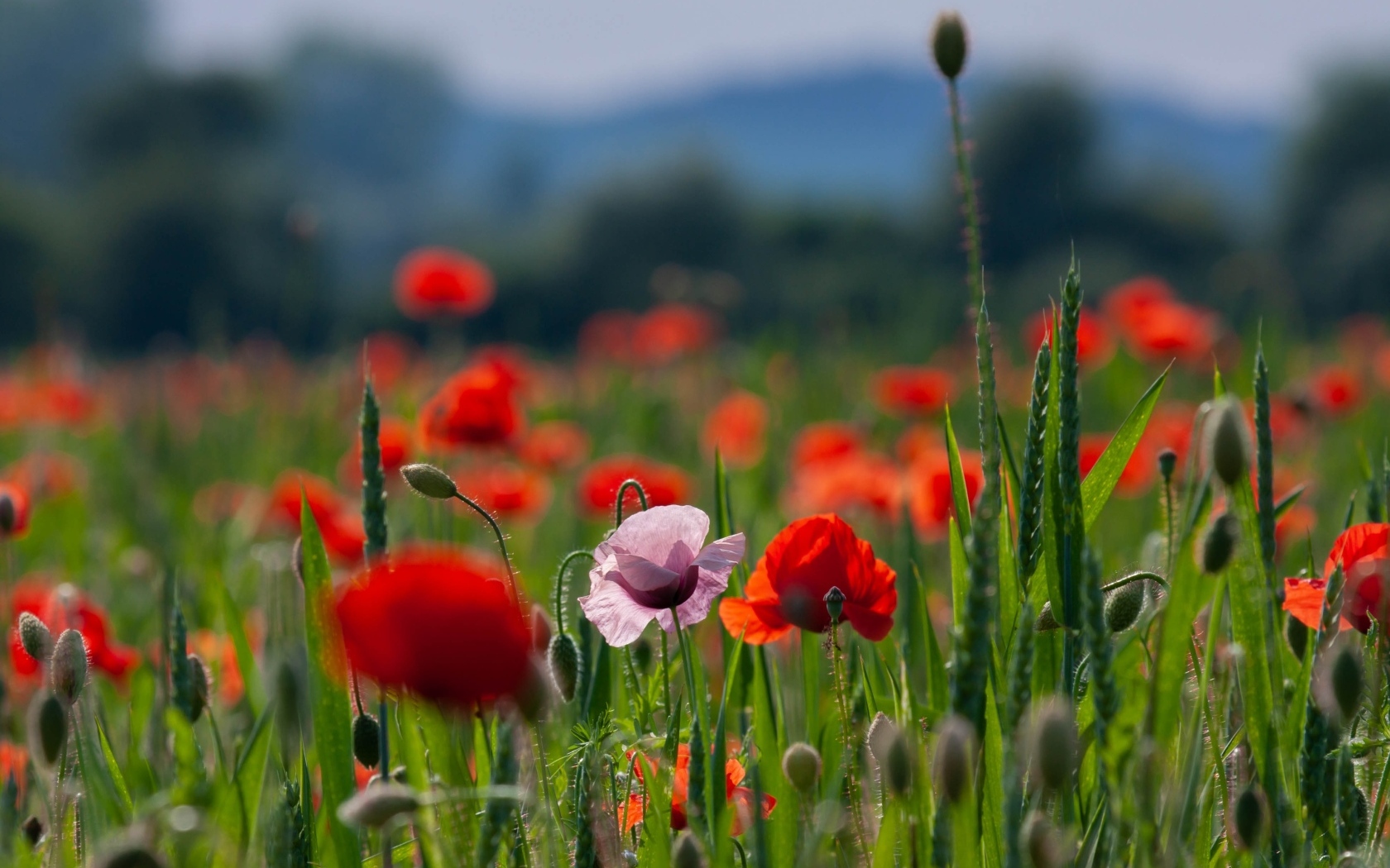 Красные и розовые полевые маки с зелеными колосками