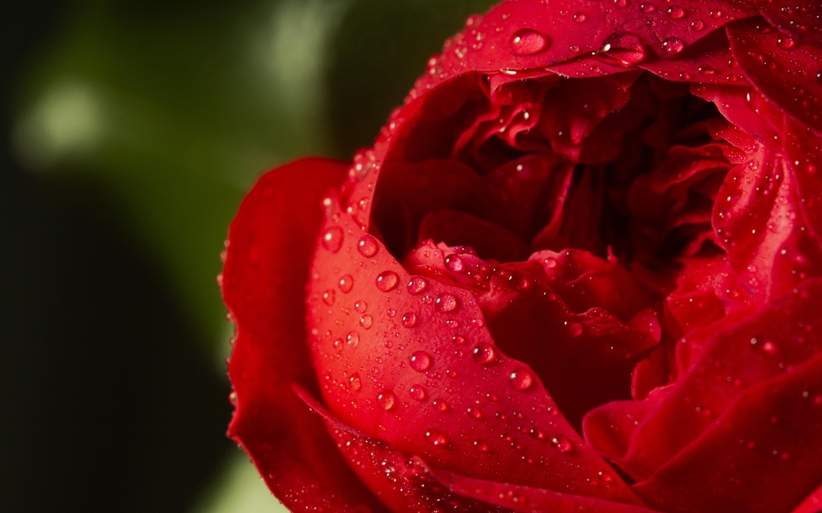 Красный цветок розы в каплях росы крупным планом