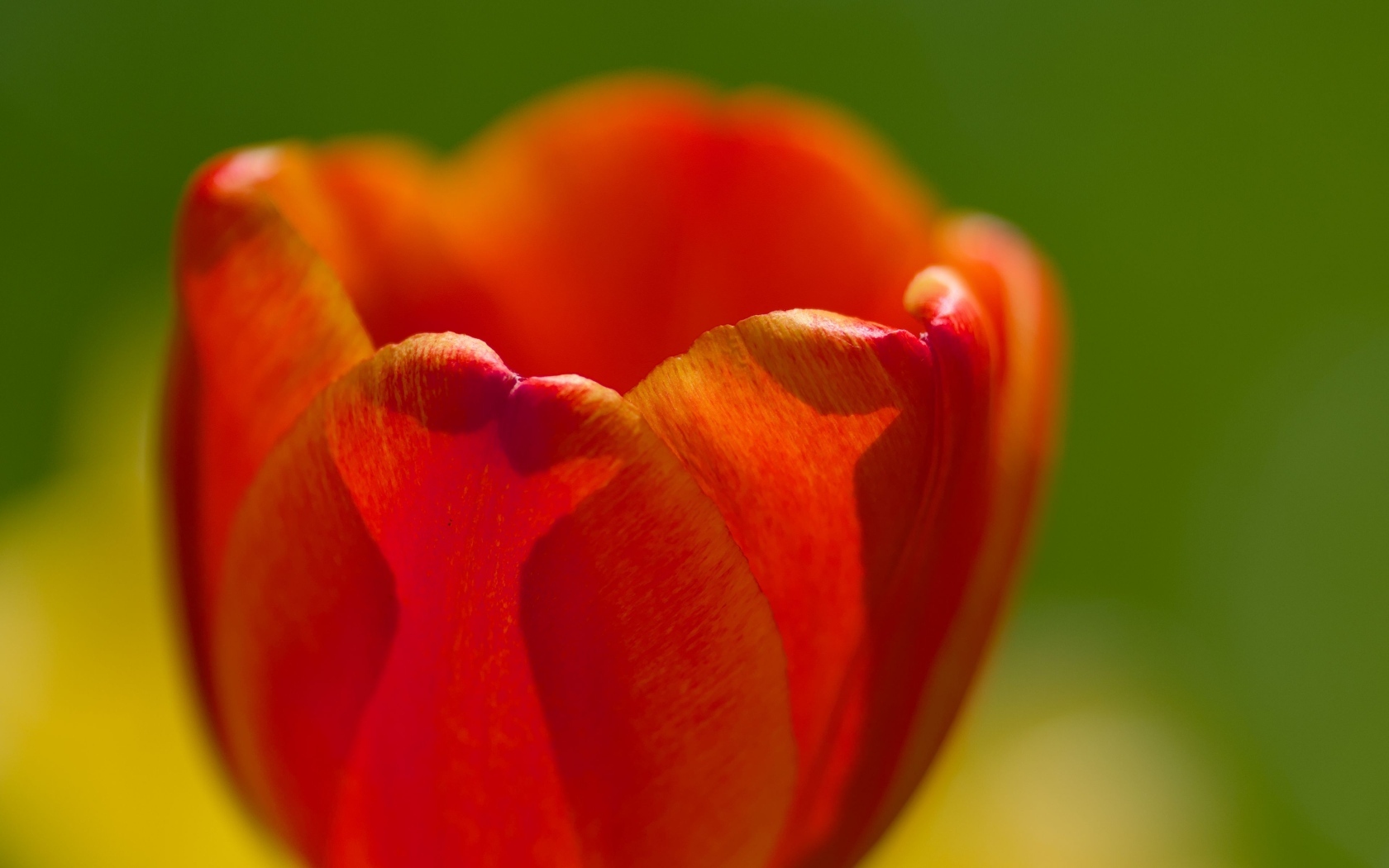 Красные лепестки тюльпана в макро съемке