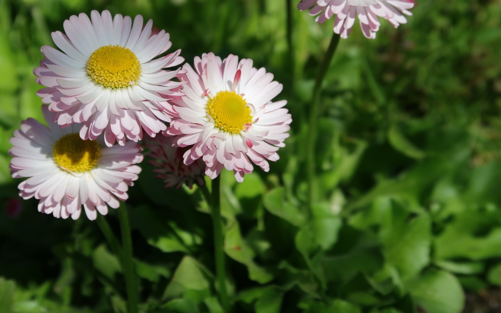 Маленькие розовые маргаритки крупным планом