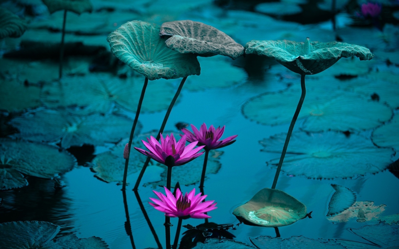 Маленькие розовые цветы лилии в воде с листьями