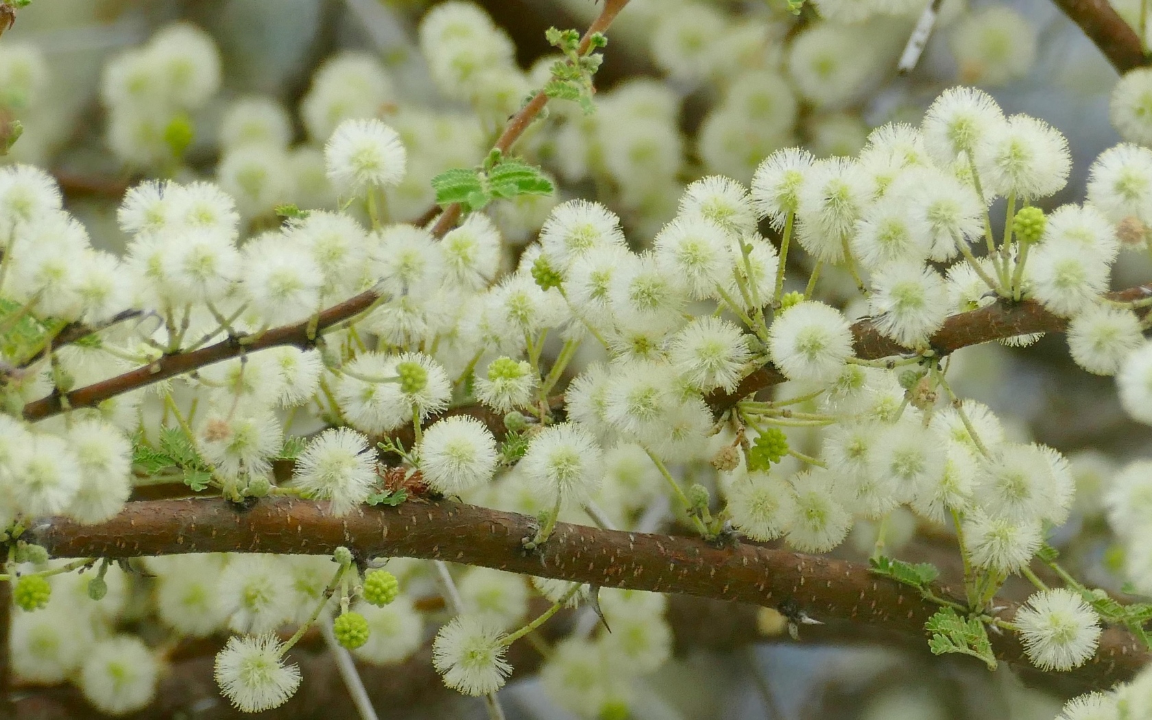 Весенние пушистые цветы на ветках дерева 