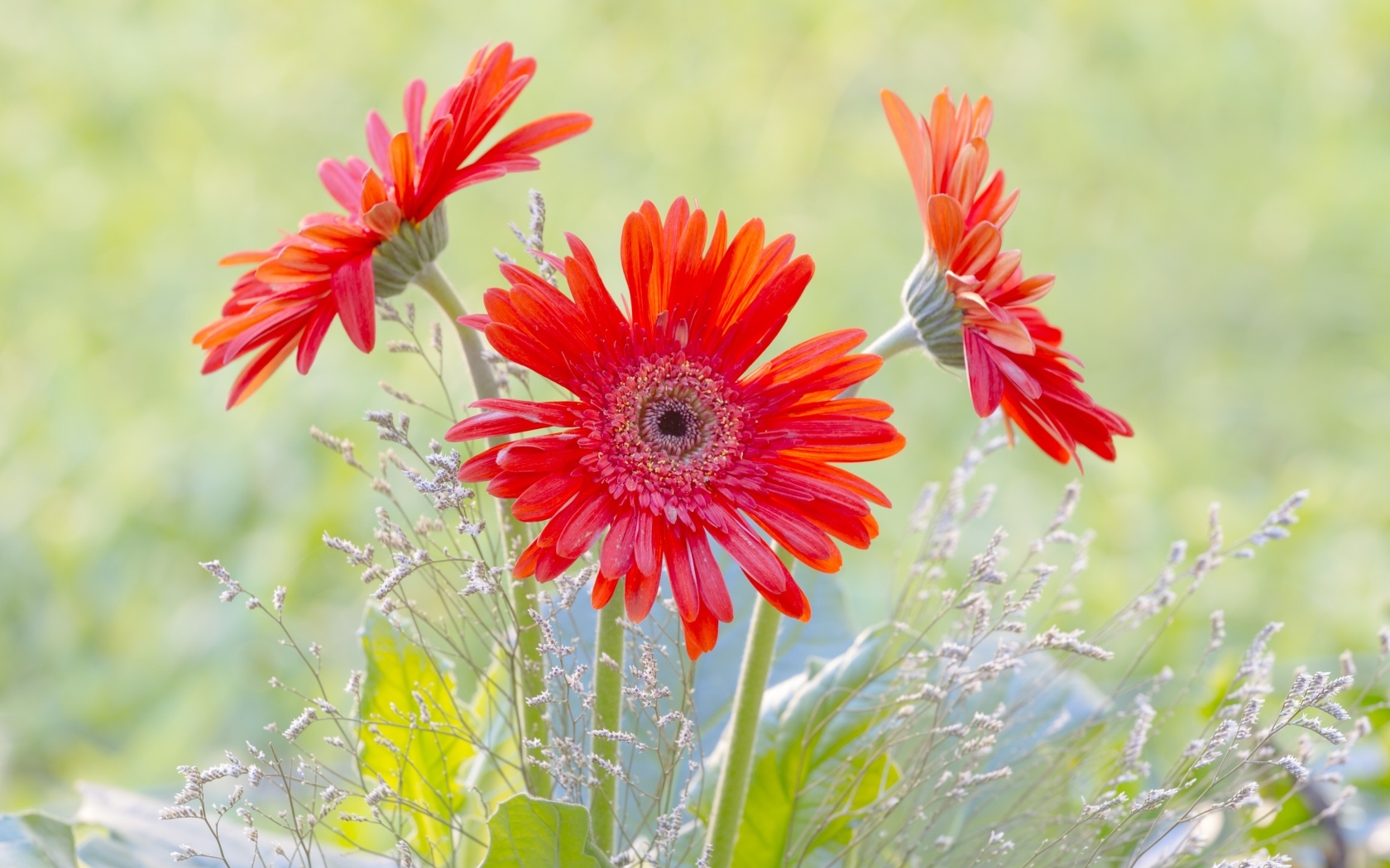 Три цветка герберы с колосьями 