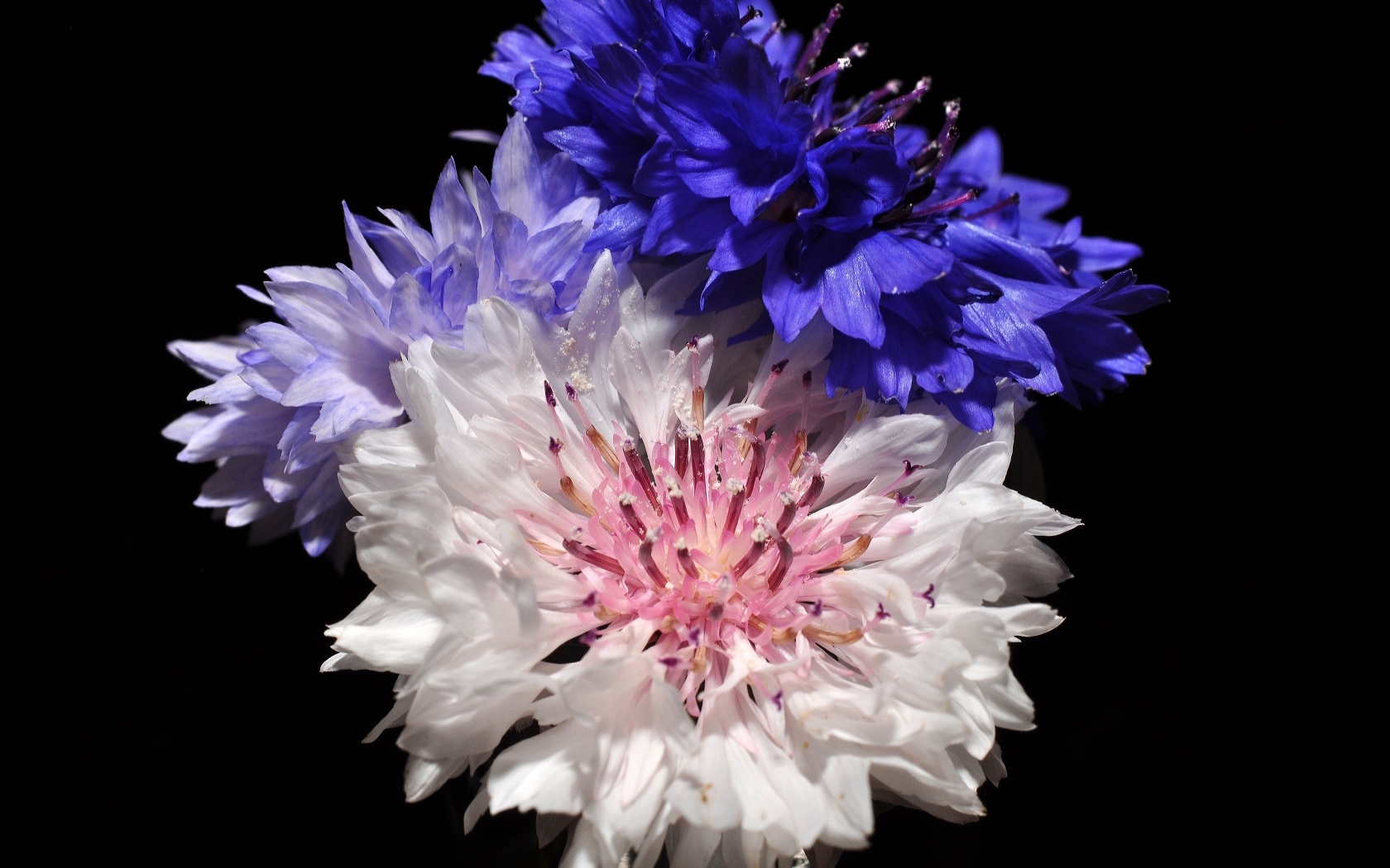 Три разноцветных василька на черном фоне