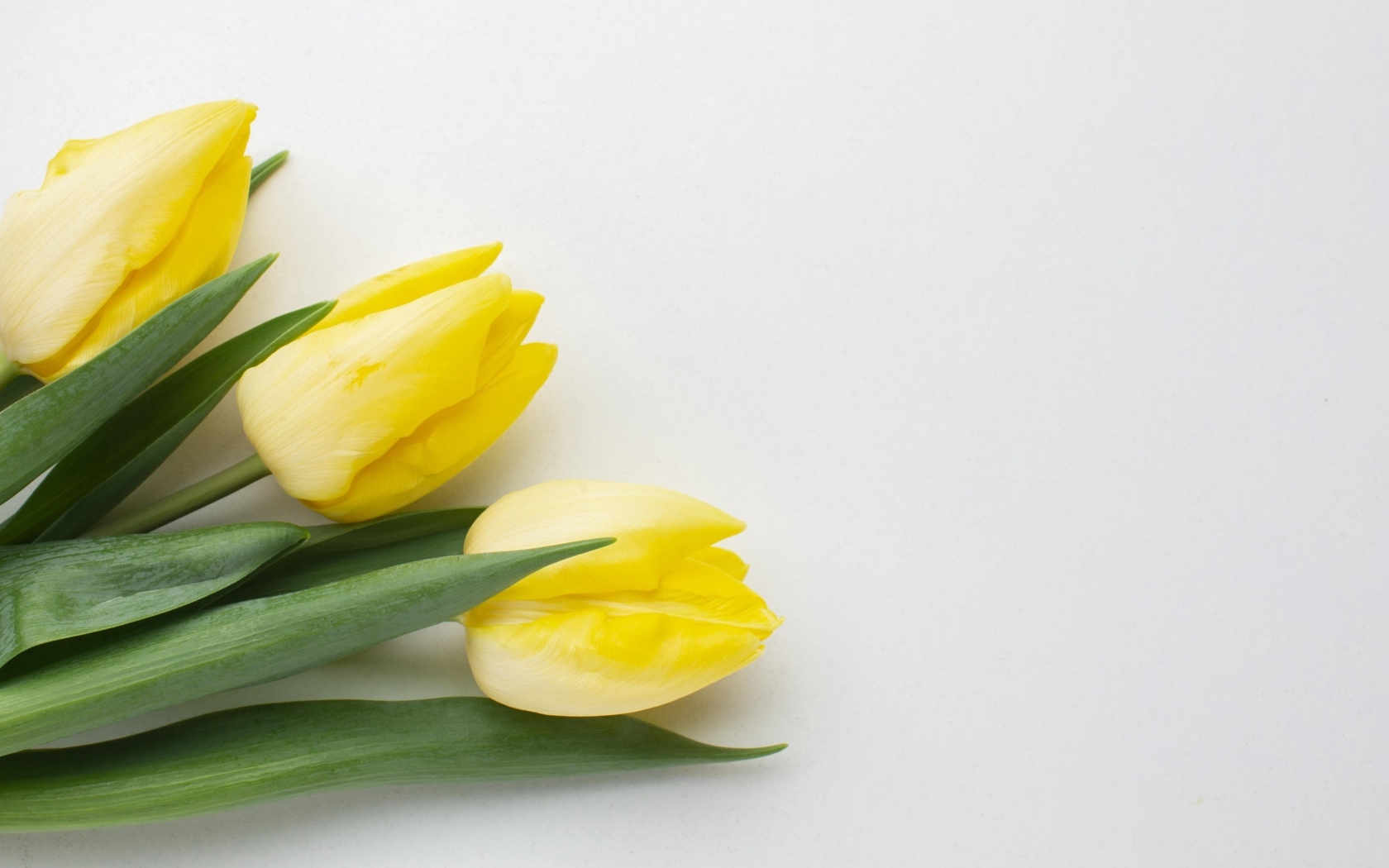 Три желтых тюльпана на сером фоне