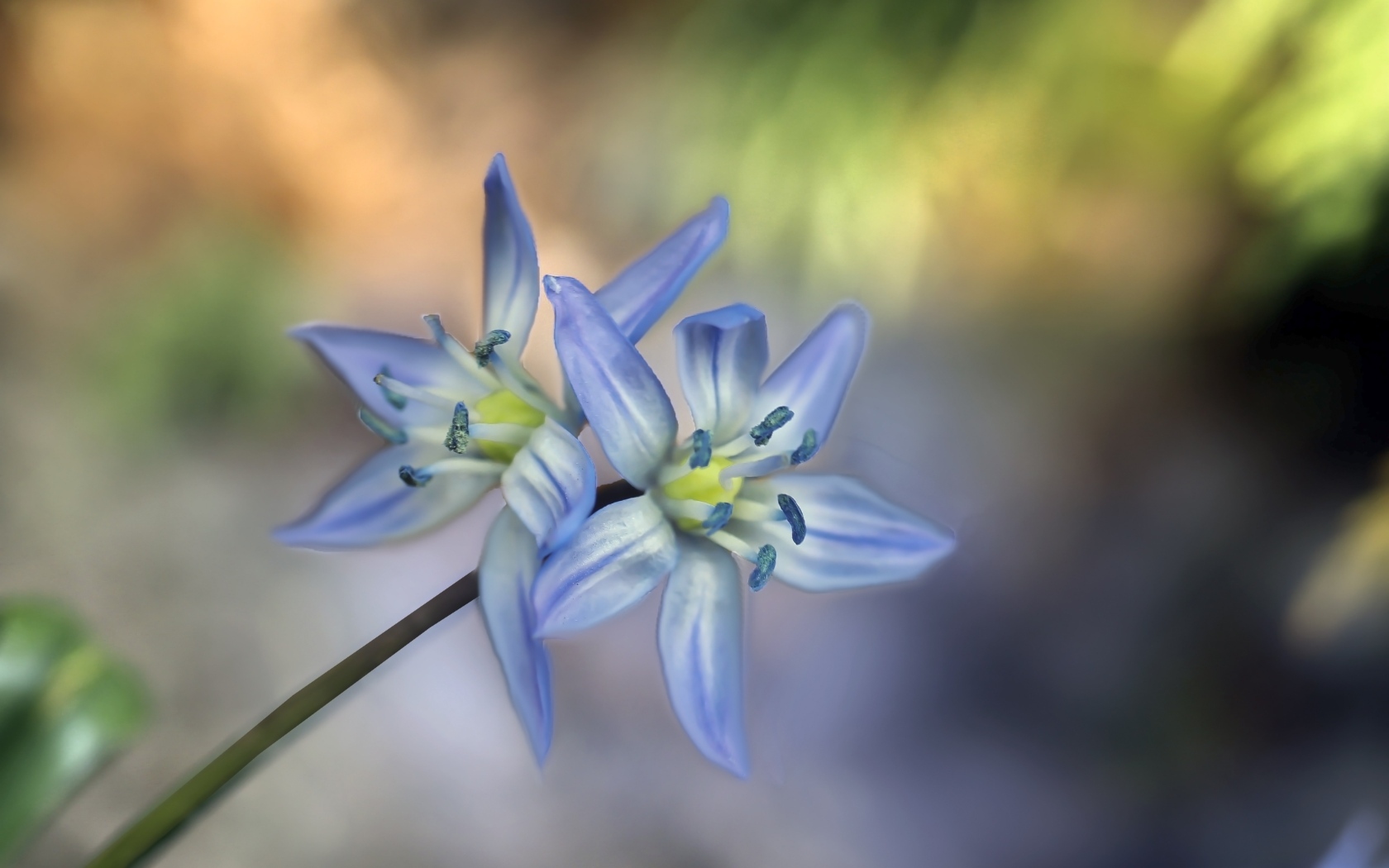 Два синих цветка пролесок крупным планом