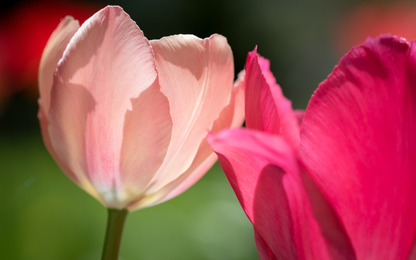 Два нежных тюльпана в лучах солнца