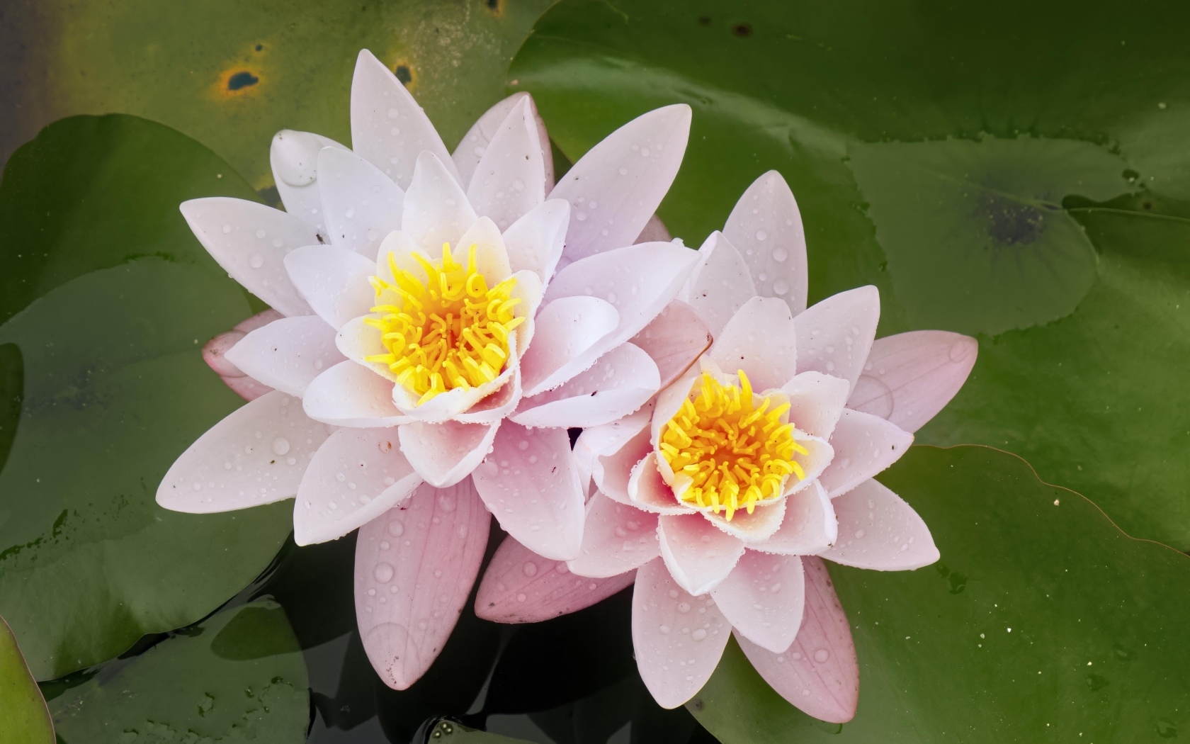 Две розовые водяные лилии в воде с зелеными листьями