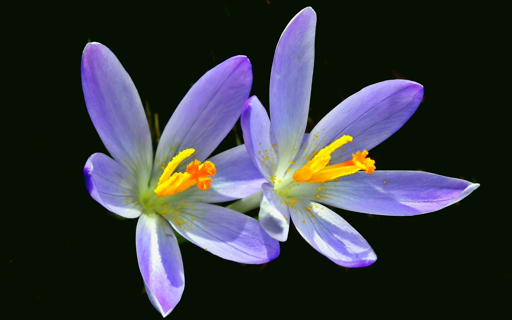 Два фиолетовых крокуса на черном фоне
