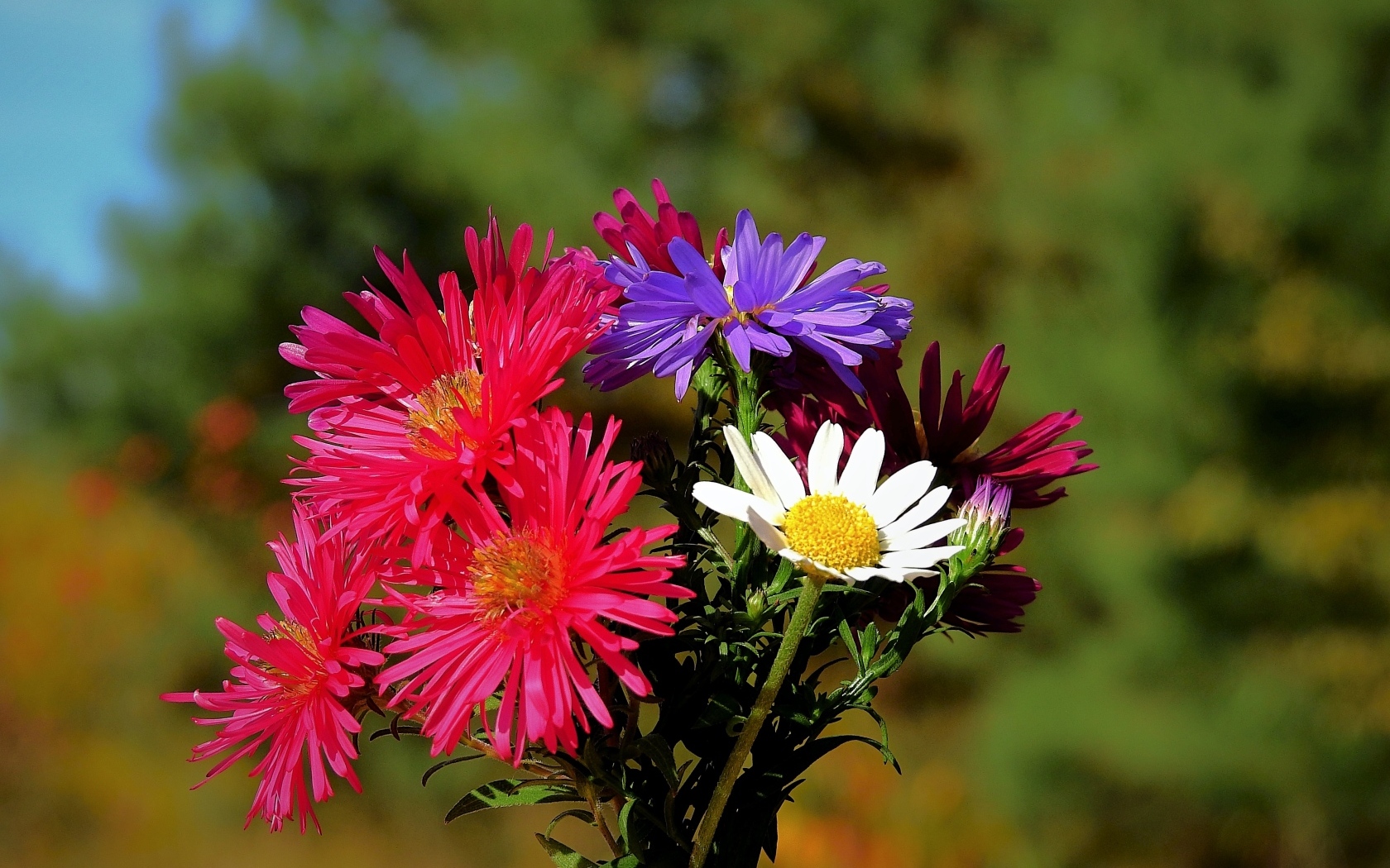 Пестрый букет осенних цветов астры