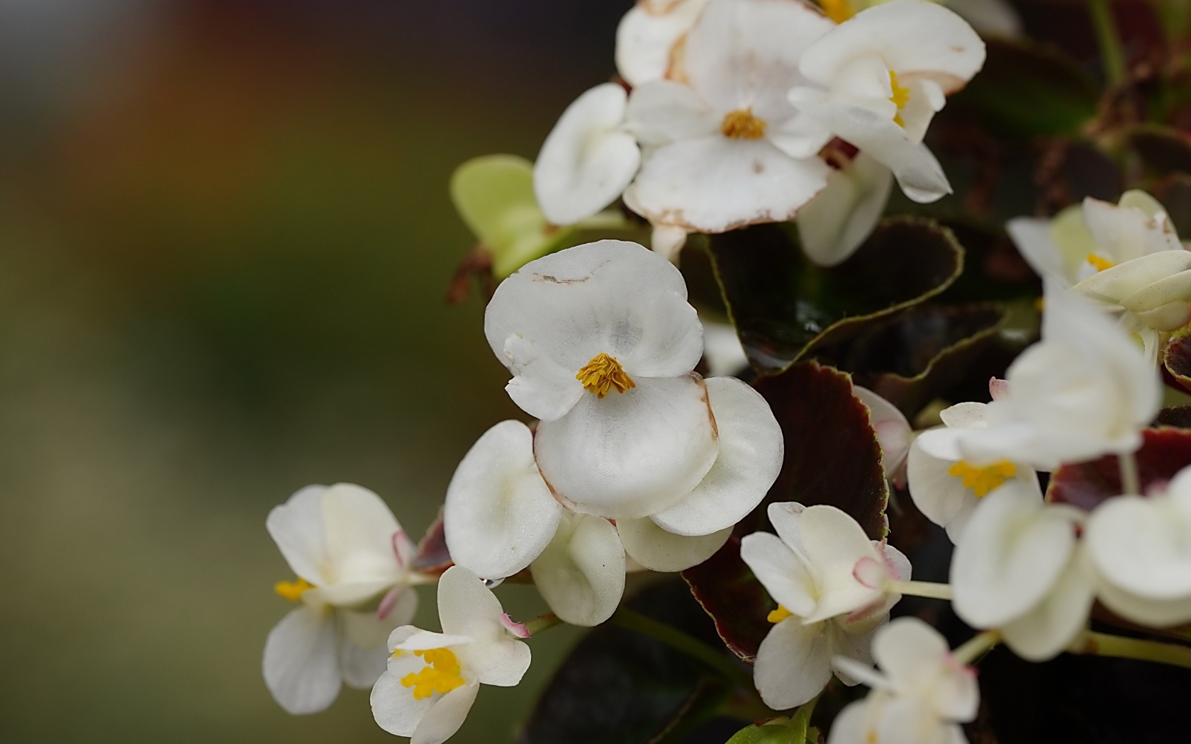 Белые цветы бегония крупным планом
