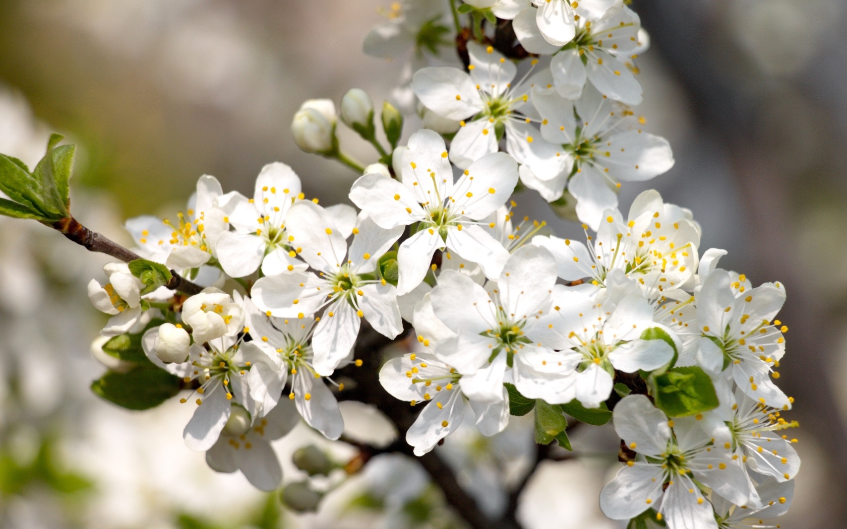 Белые распускающиеся цветы вишни на ветке весной