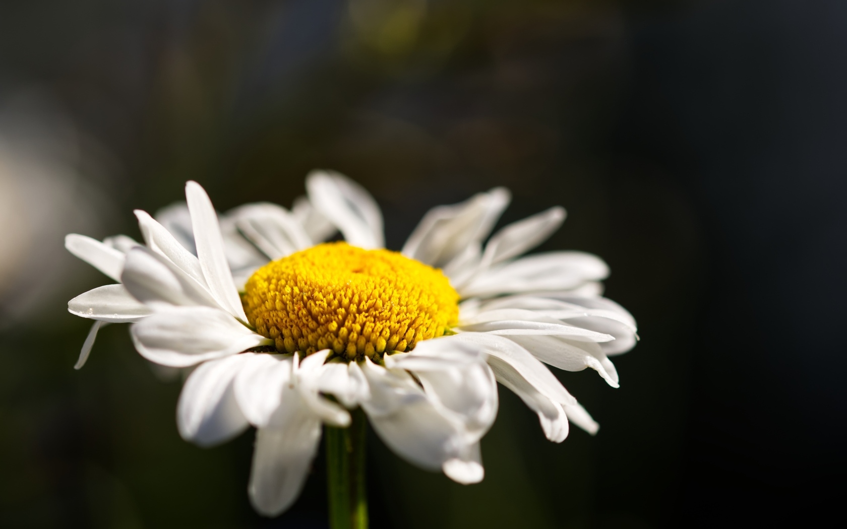 Белый цветок ромашки с нежными лепестками