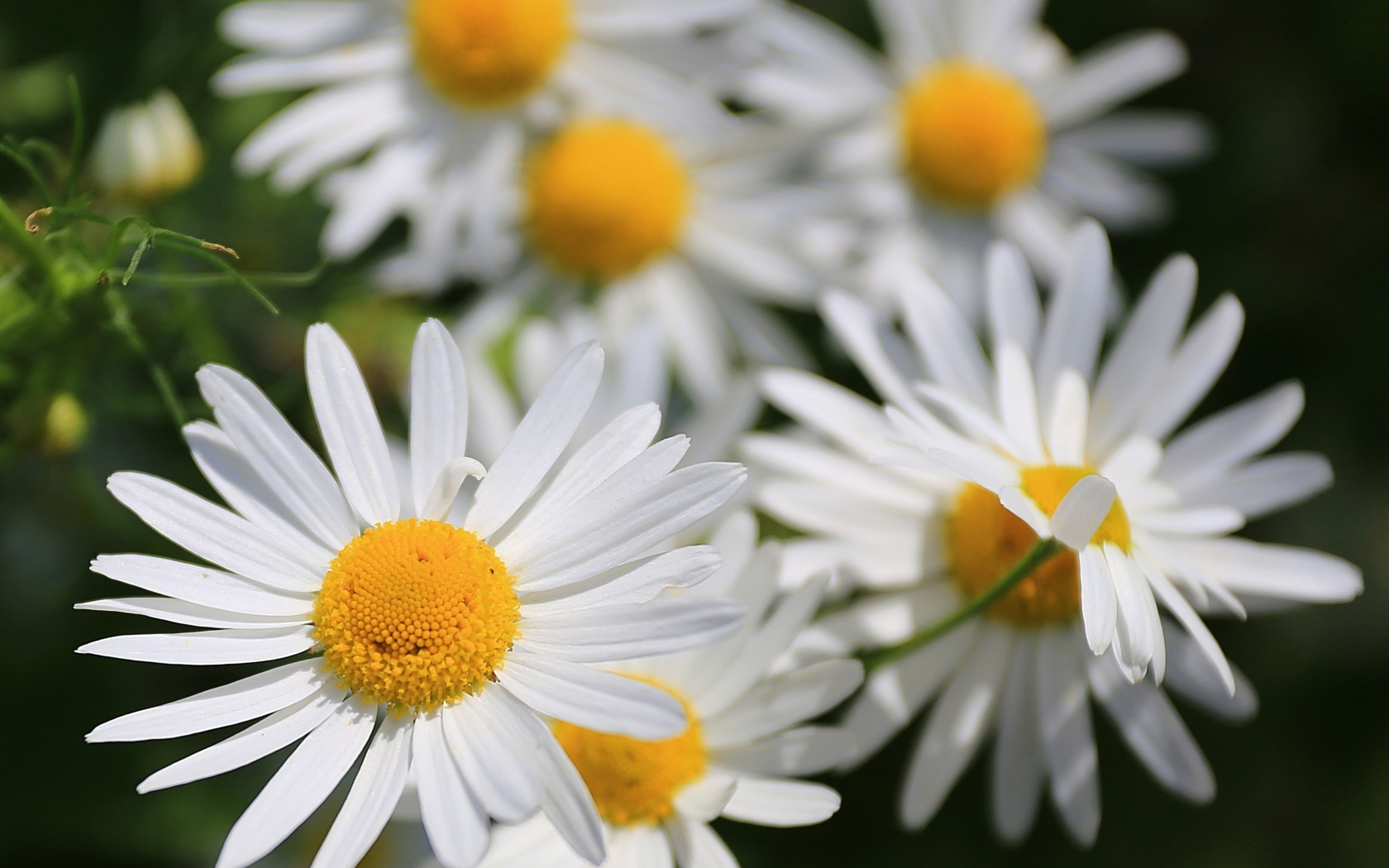 Белые цветы ромашки крупным планом