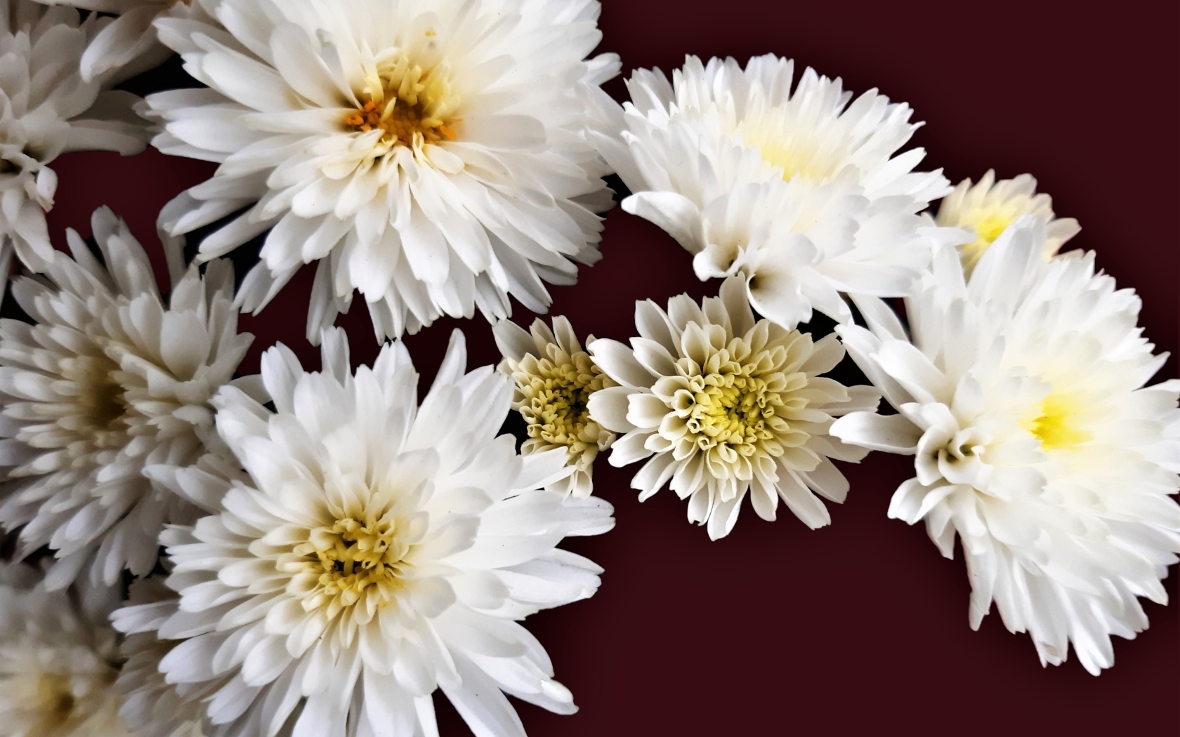 Белые цветы хризантемы на коричневом фоне