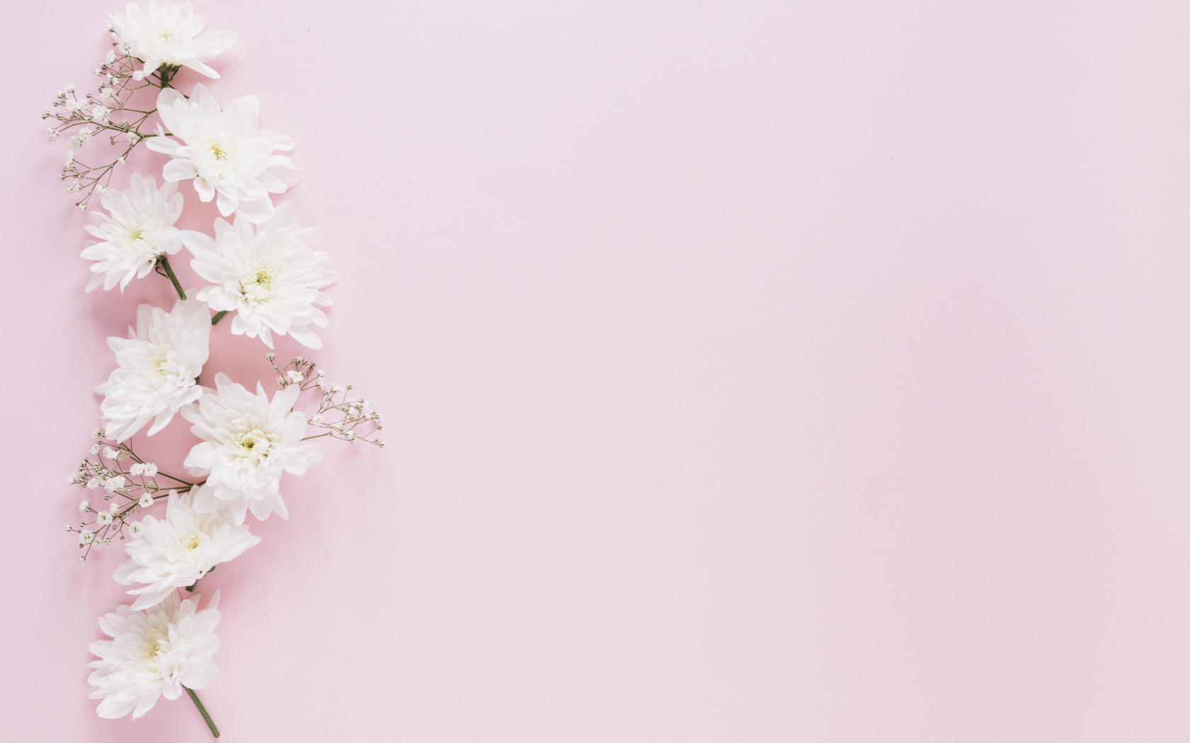 Белые хризантемы с гипсофилой на розовом фоне