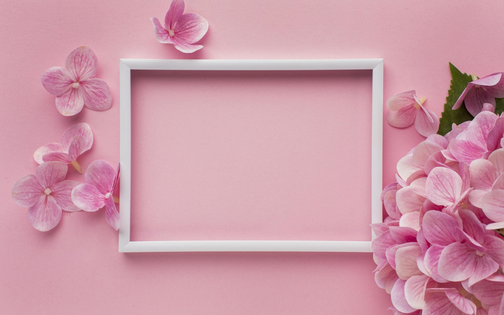 Белая рамка с цветами гортензии на розовом фоне, шаблон для открытки