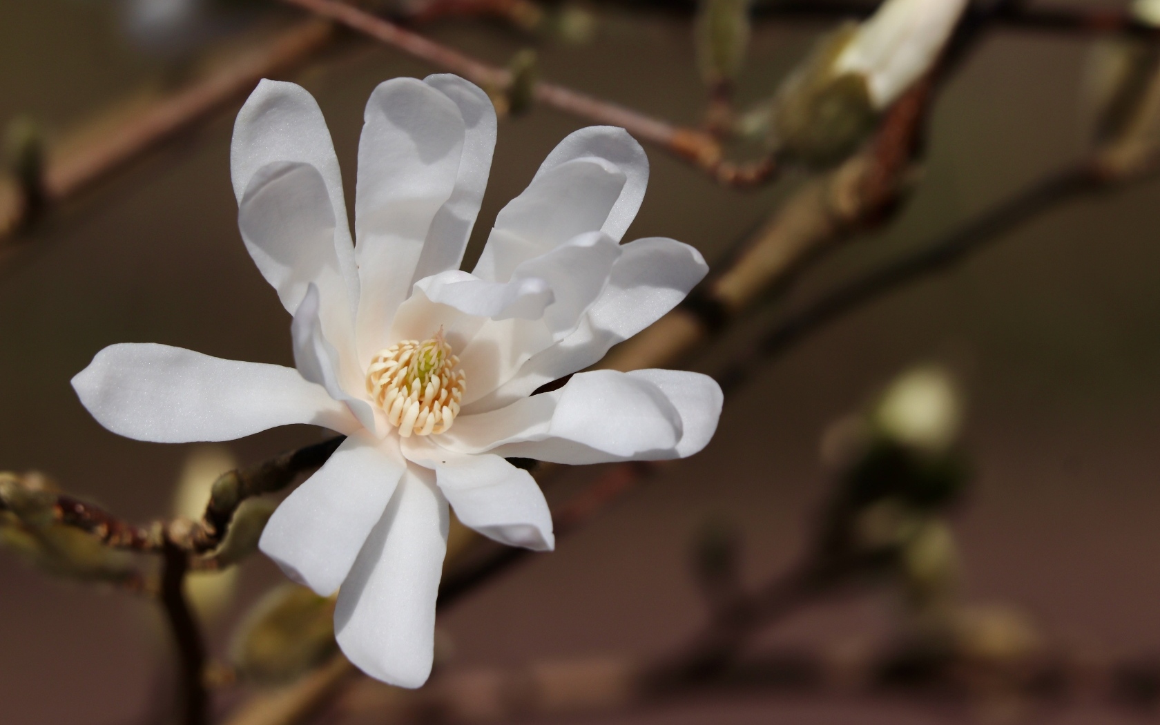 Белый цветок магнолии на ветке крупным планом