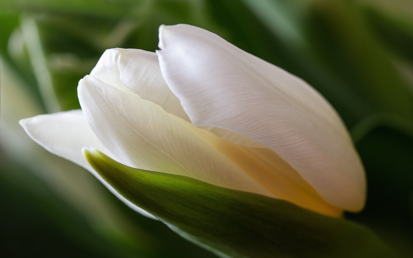 Белый тюльпан с зелеными листьями крупным планом