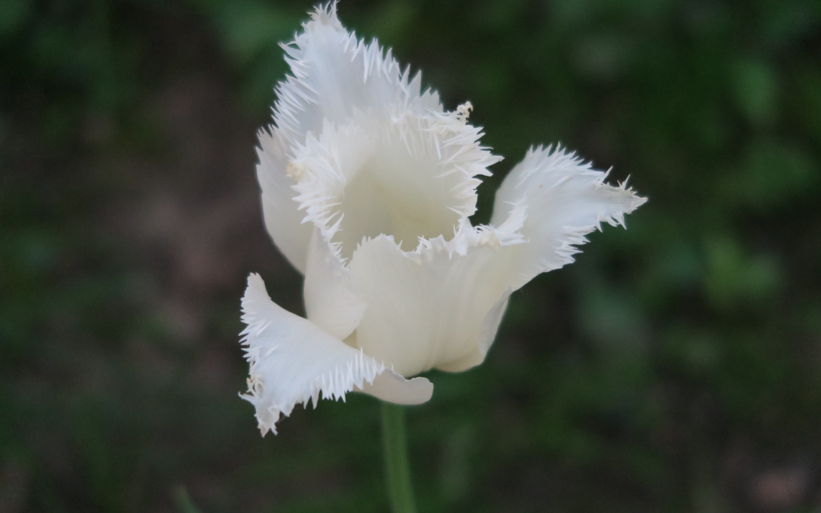 Белый тюльпан с волнистыми лепестками