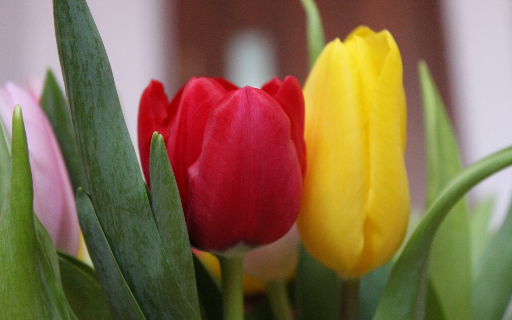 Желтый и красный тюльпан крупным планом