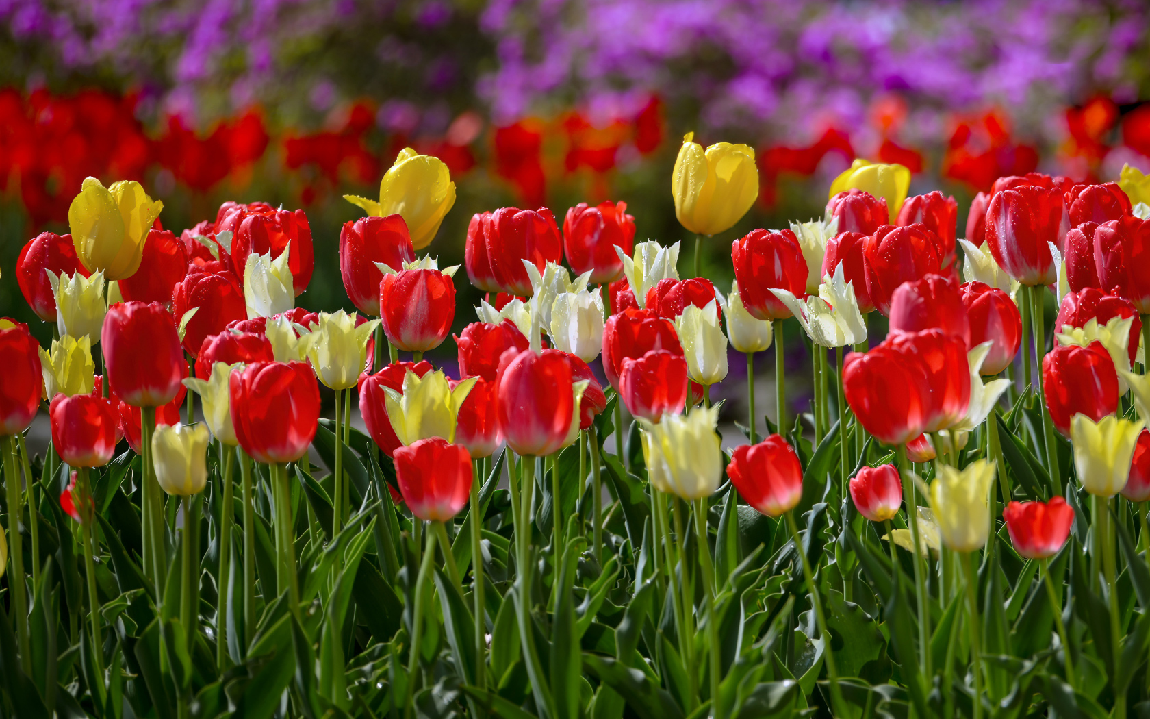 Желтые и красные тюльпаны на клумбе весной