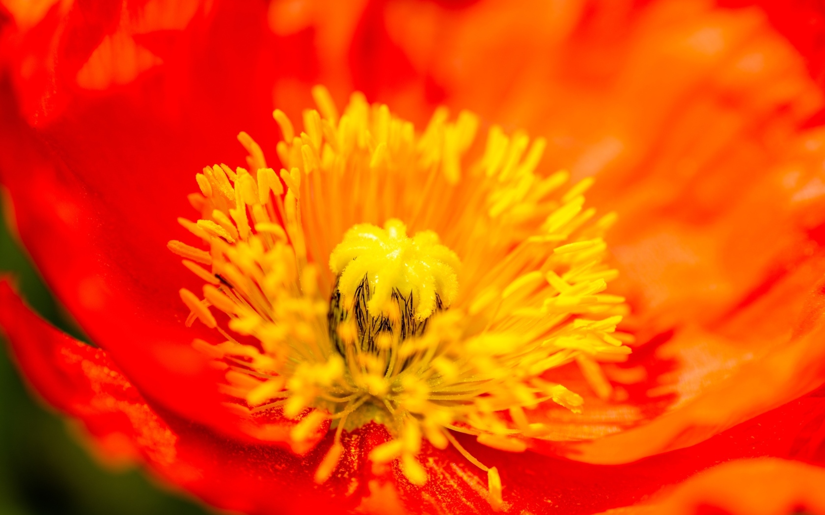 Желтая серединка красного мака крупным планом