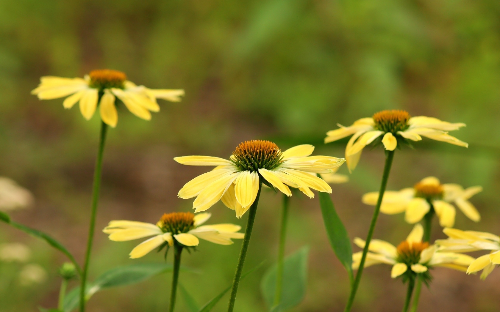 Желтые садовые цветы крупным планом