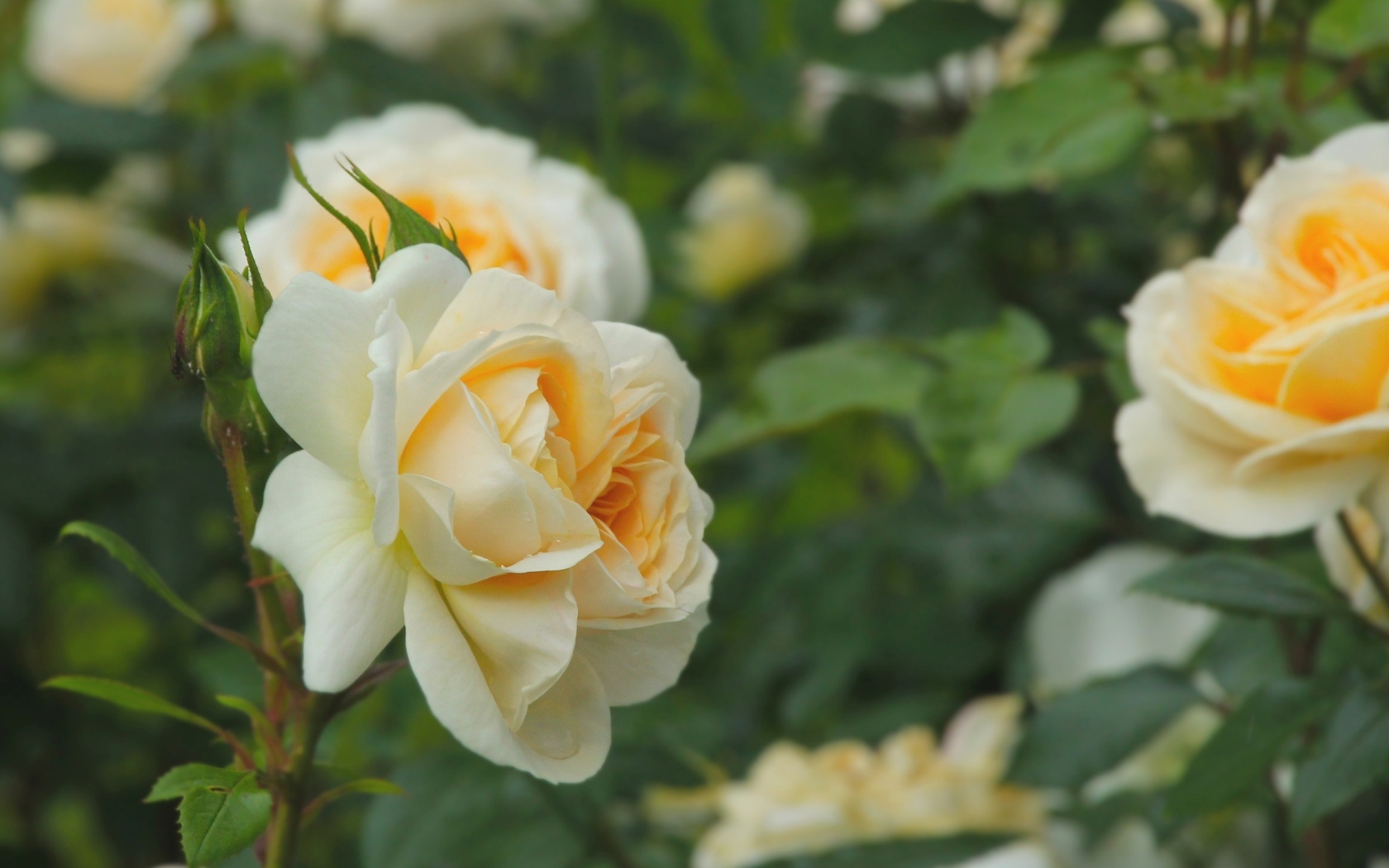 Желтые парковые розы с бутонами