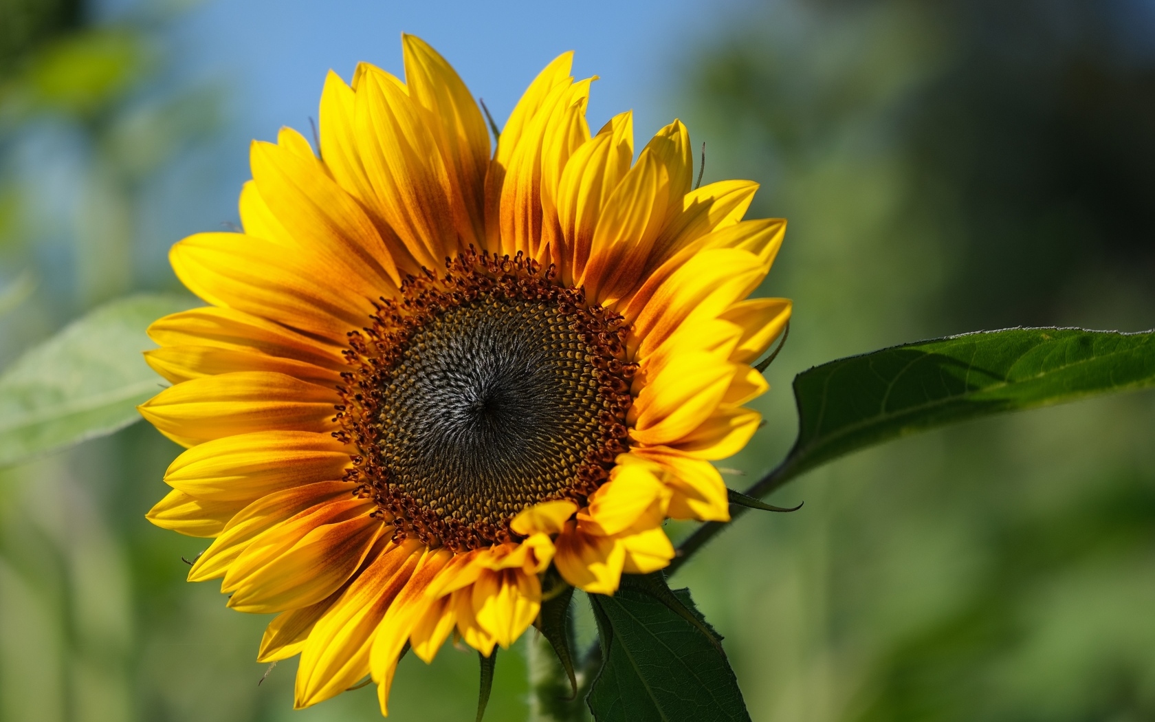 Желтый подсолнух с желтой серединой в лучах солнца