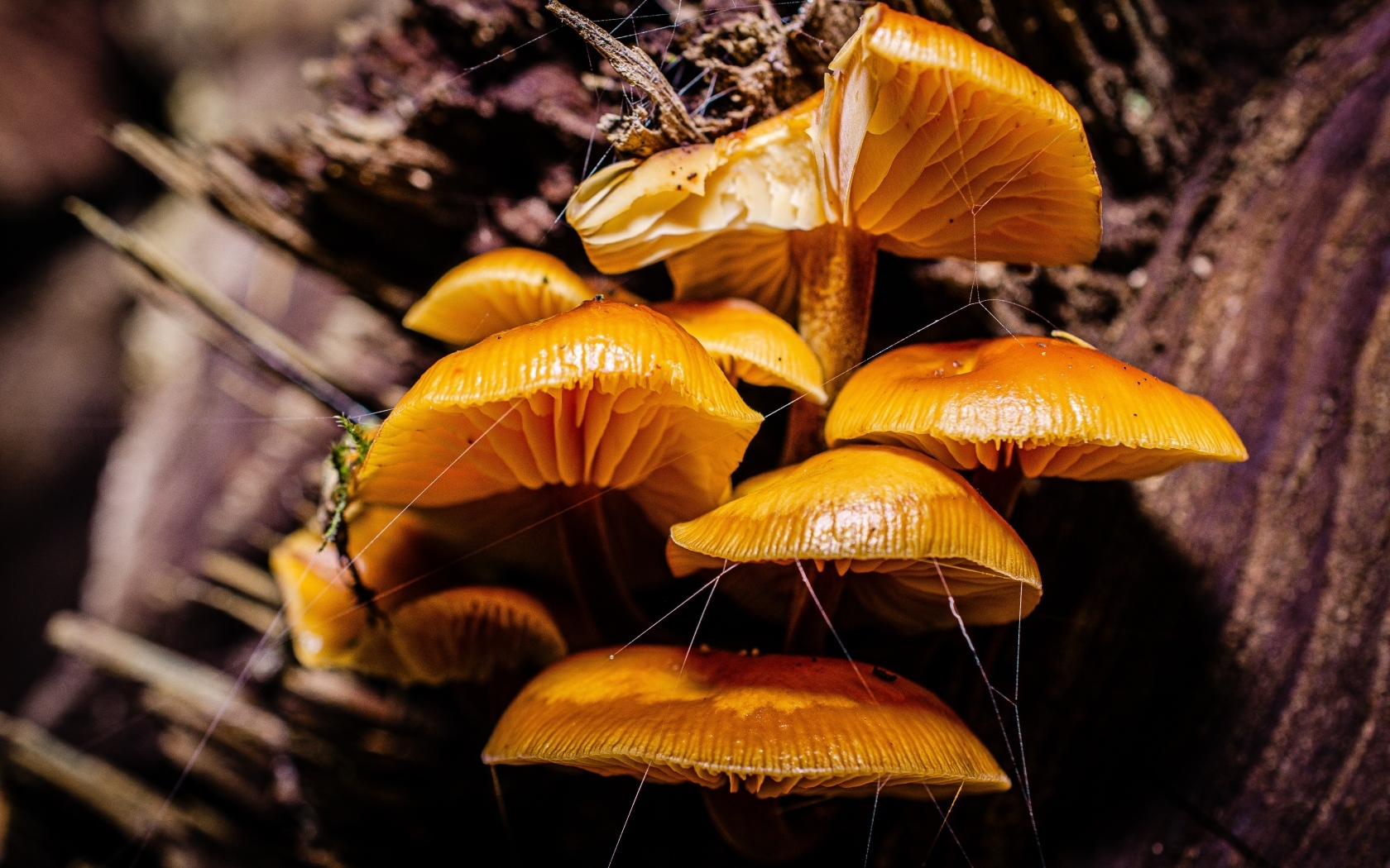 Грибы на старом сухом дереве