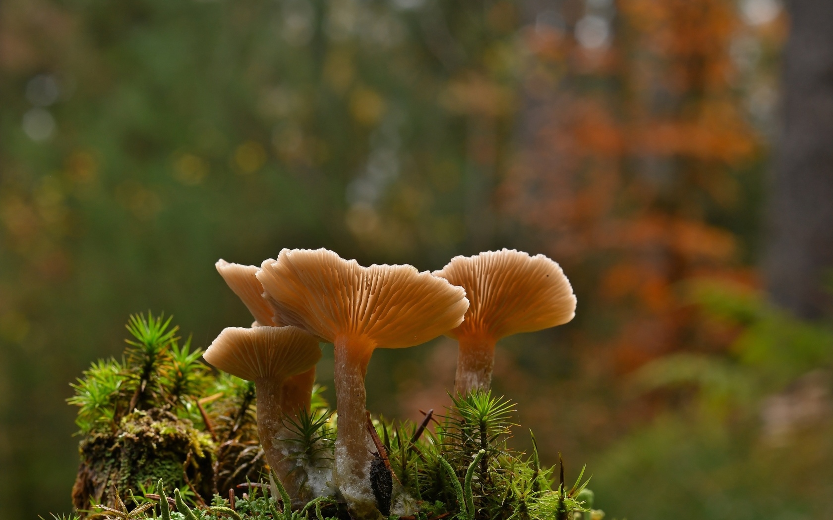 Грибы на покрытой зеленым пушистым мхом земле