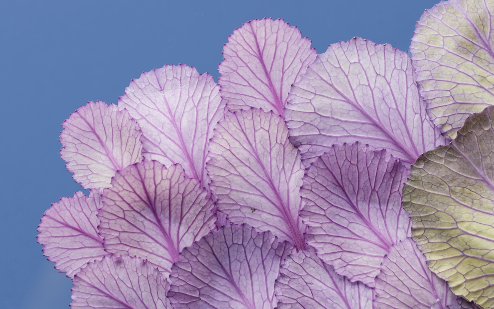Листья капусты на синем фоне