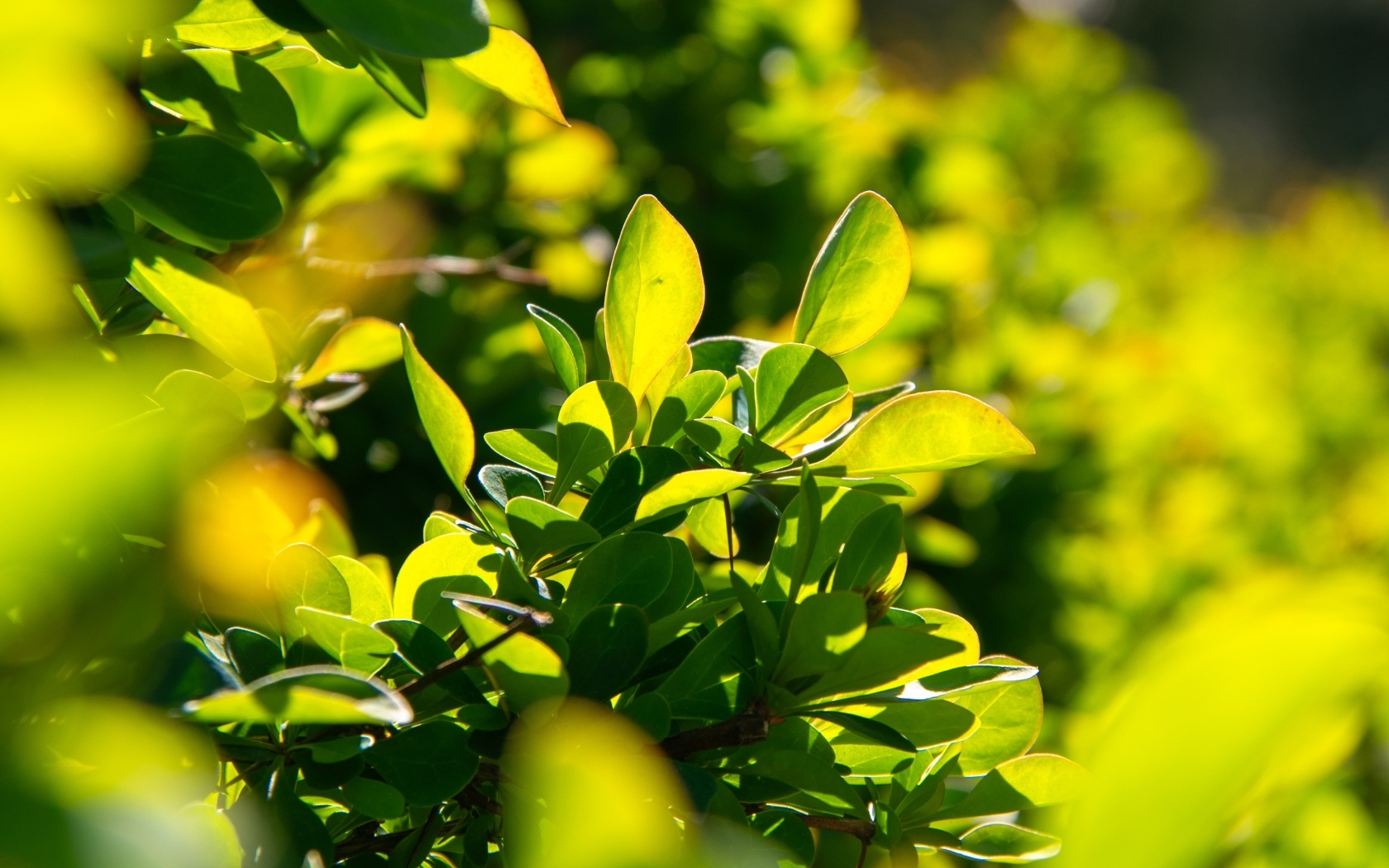 Зеленые листья барбариса на кусте